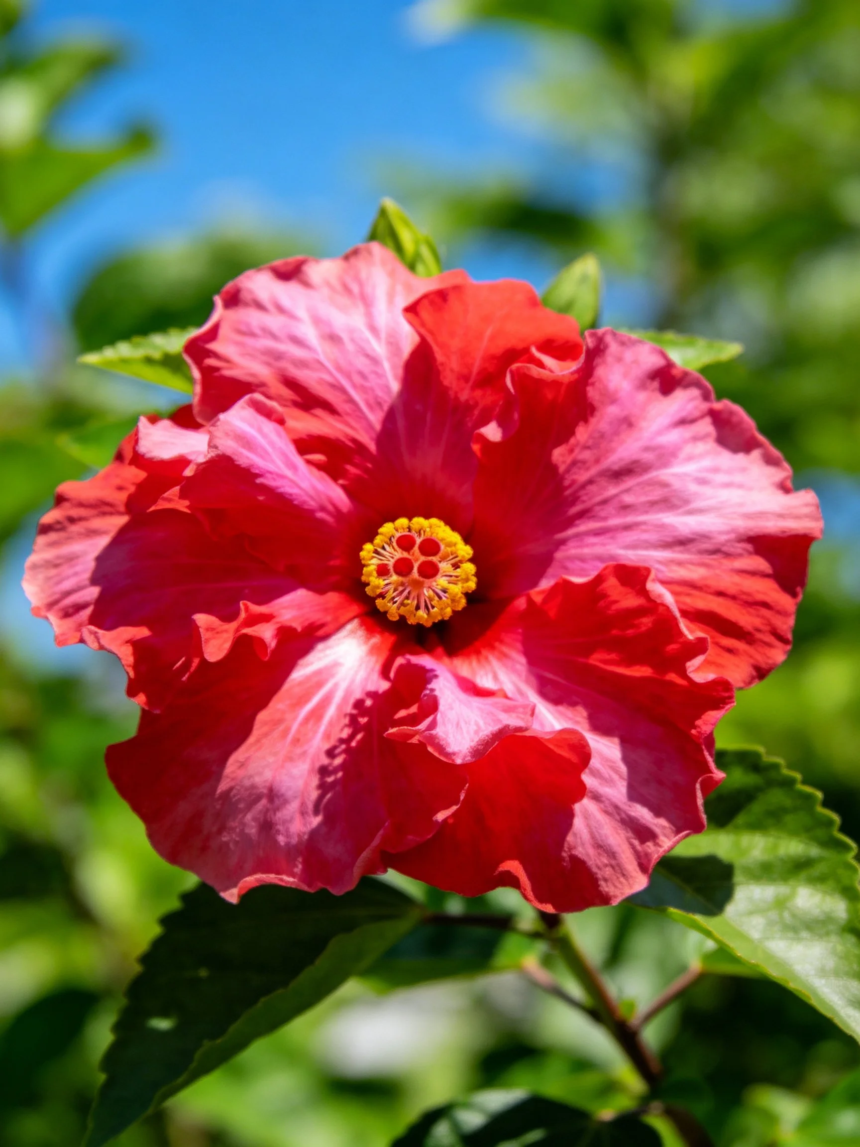A vibrant red and pink hibiscus flower with ruffled petals