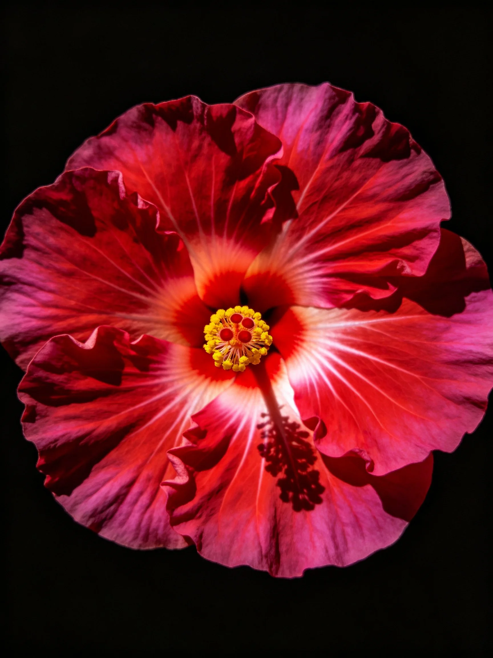 A vibrant red and pink hibiscus flower with ruffled petals