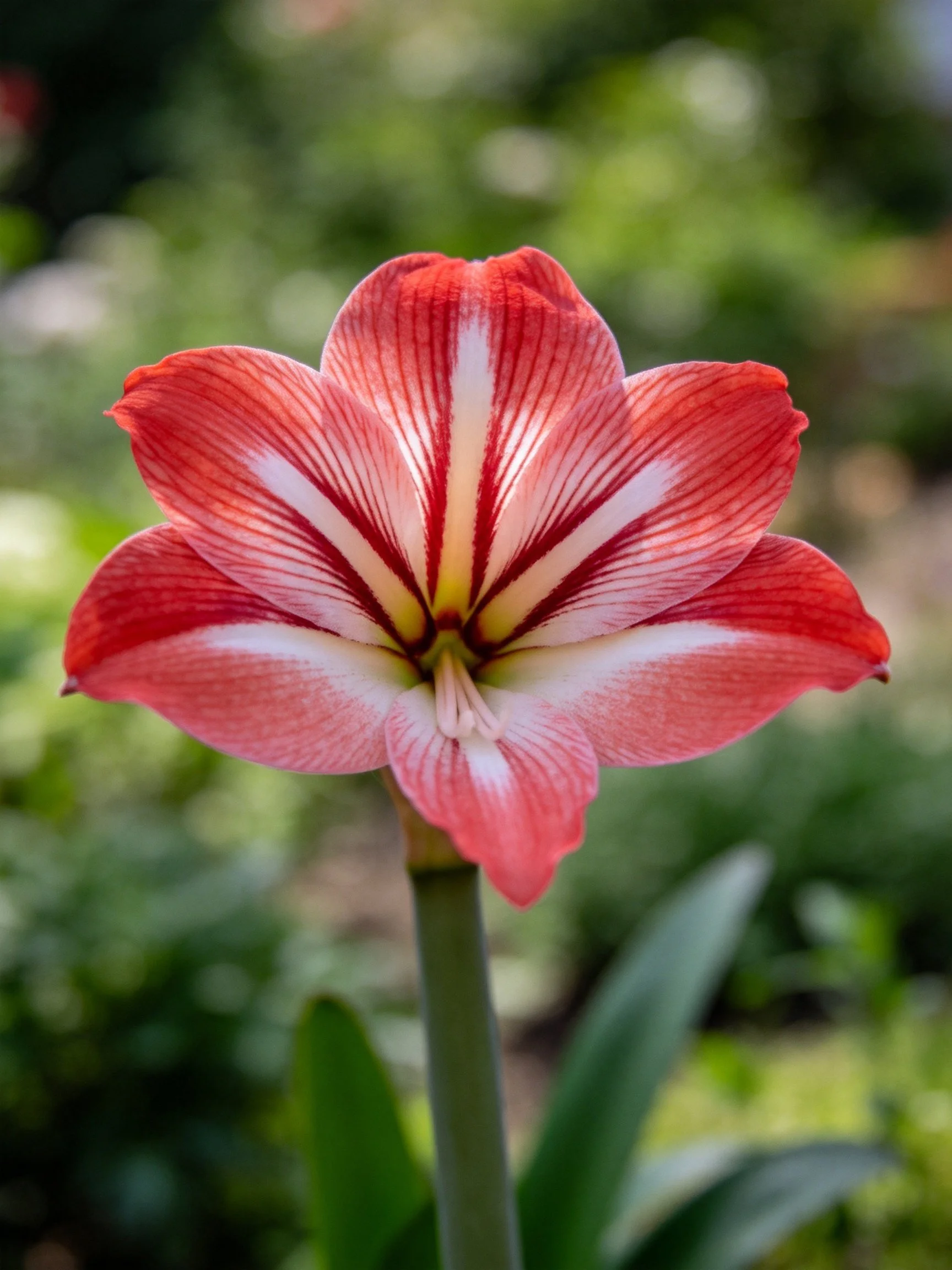 A vibrant red and white striped amaryllis flower