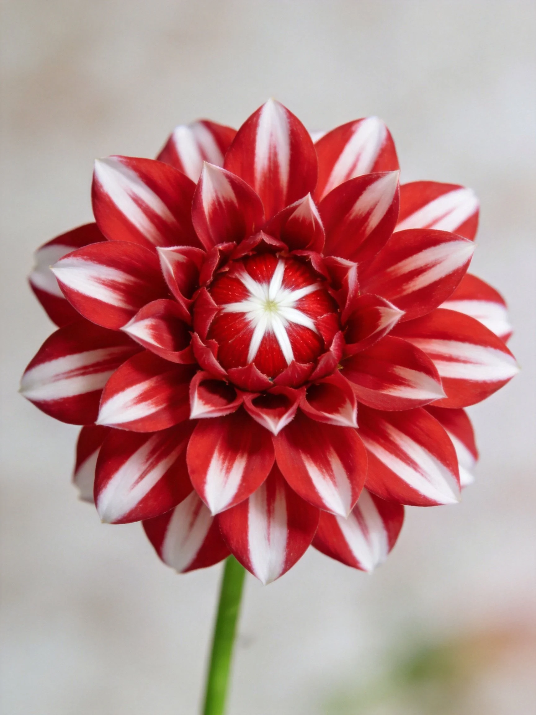 A vibrant red and white striped dahlia with layered petals