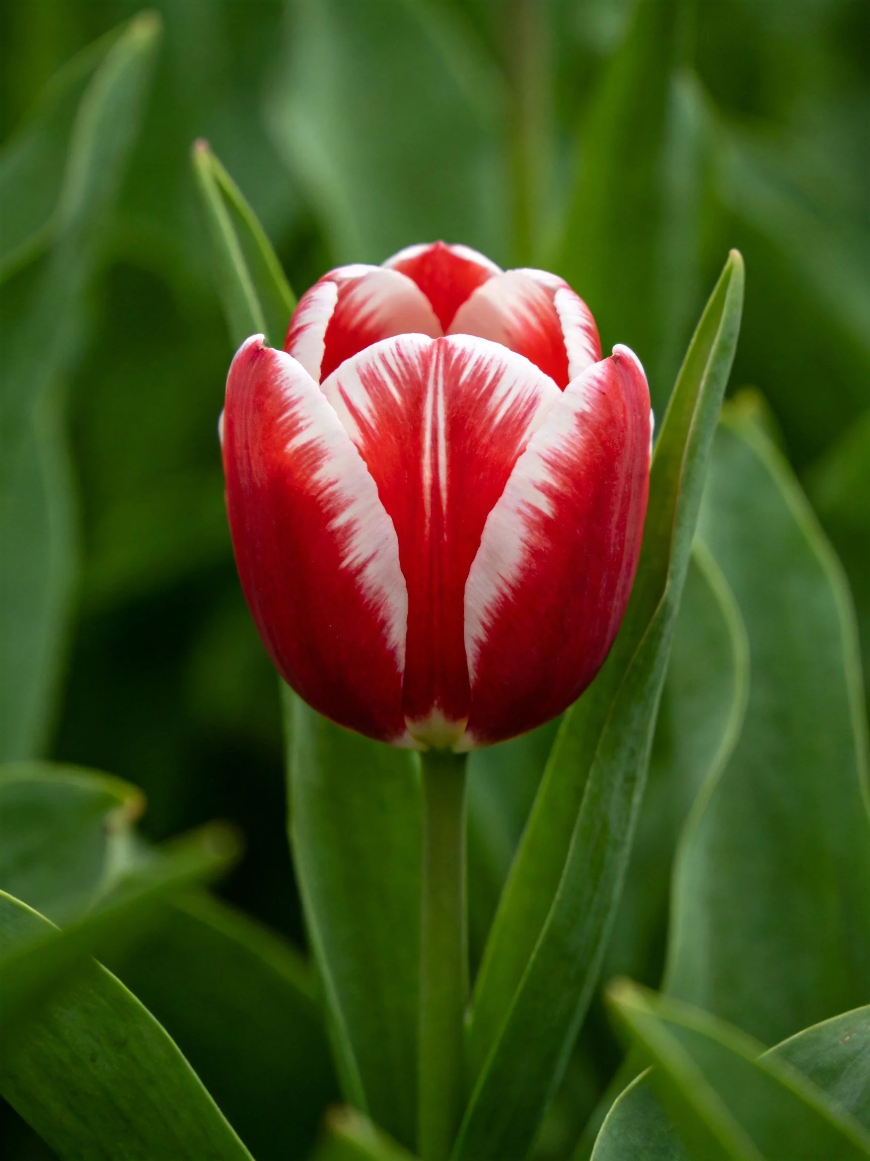 A vibrant red and white tulip among lush green foliage