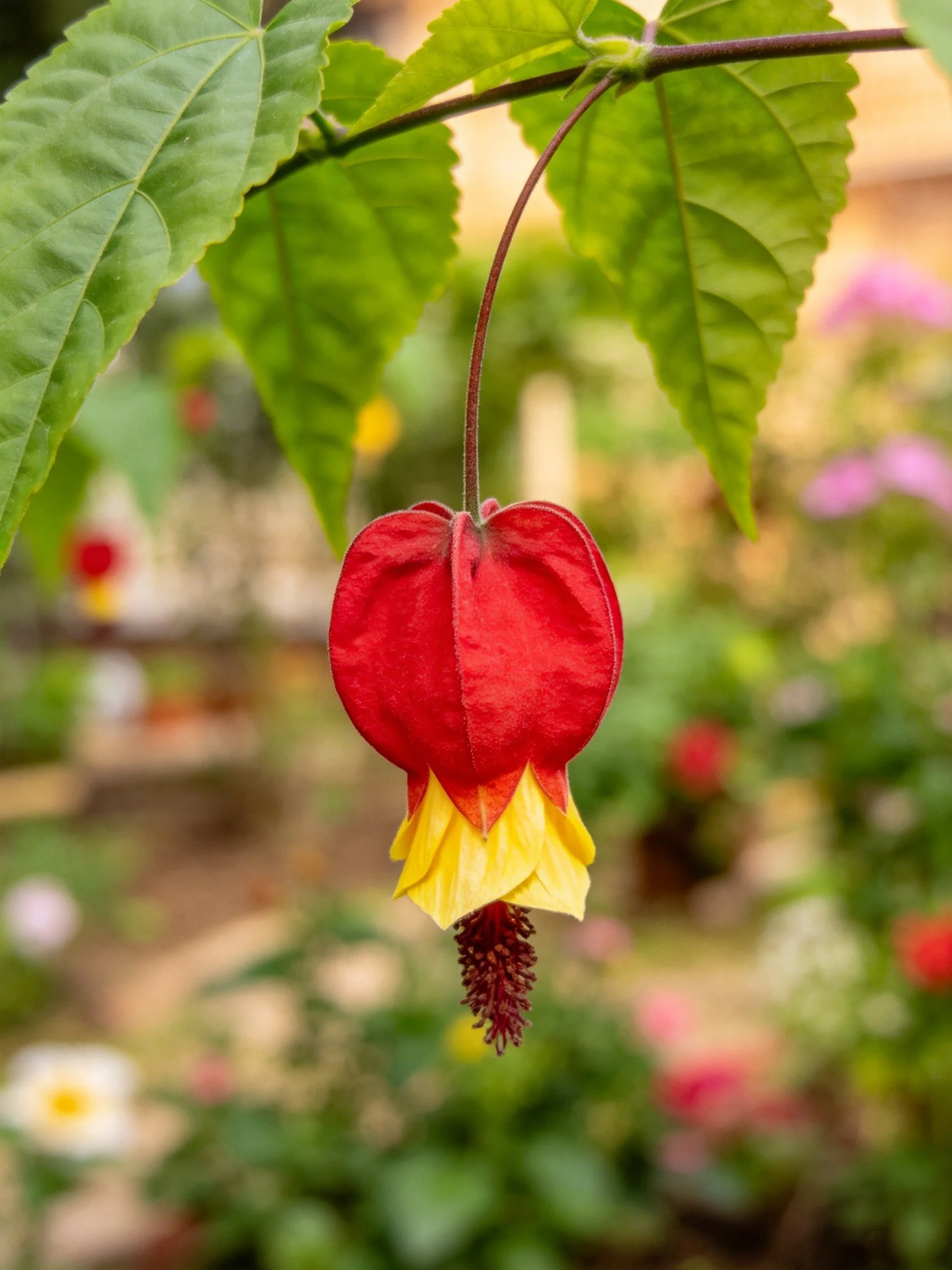 A vibrant red and yellow bell - shaped flower hangs among lush green leaves