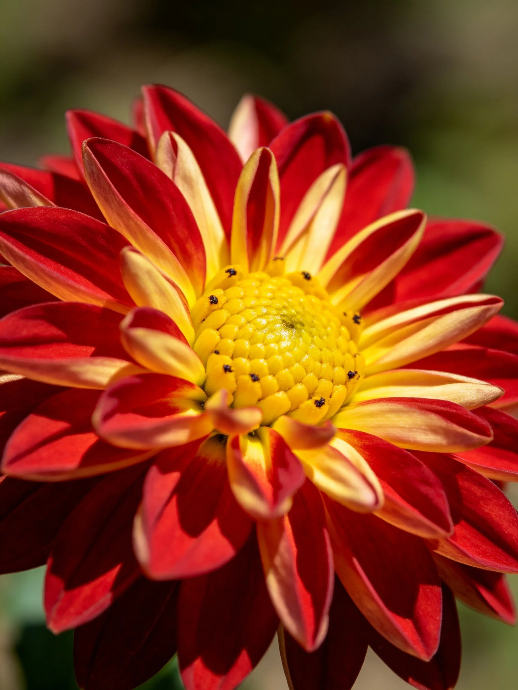 A vibrant red and yellow dahlia with a golden center