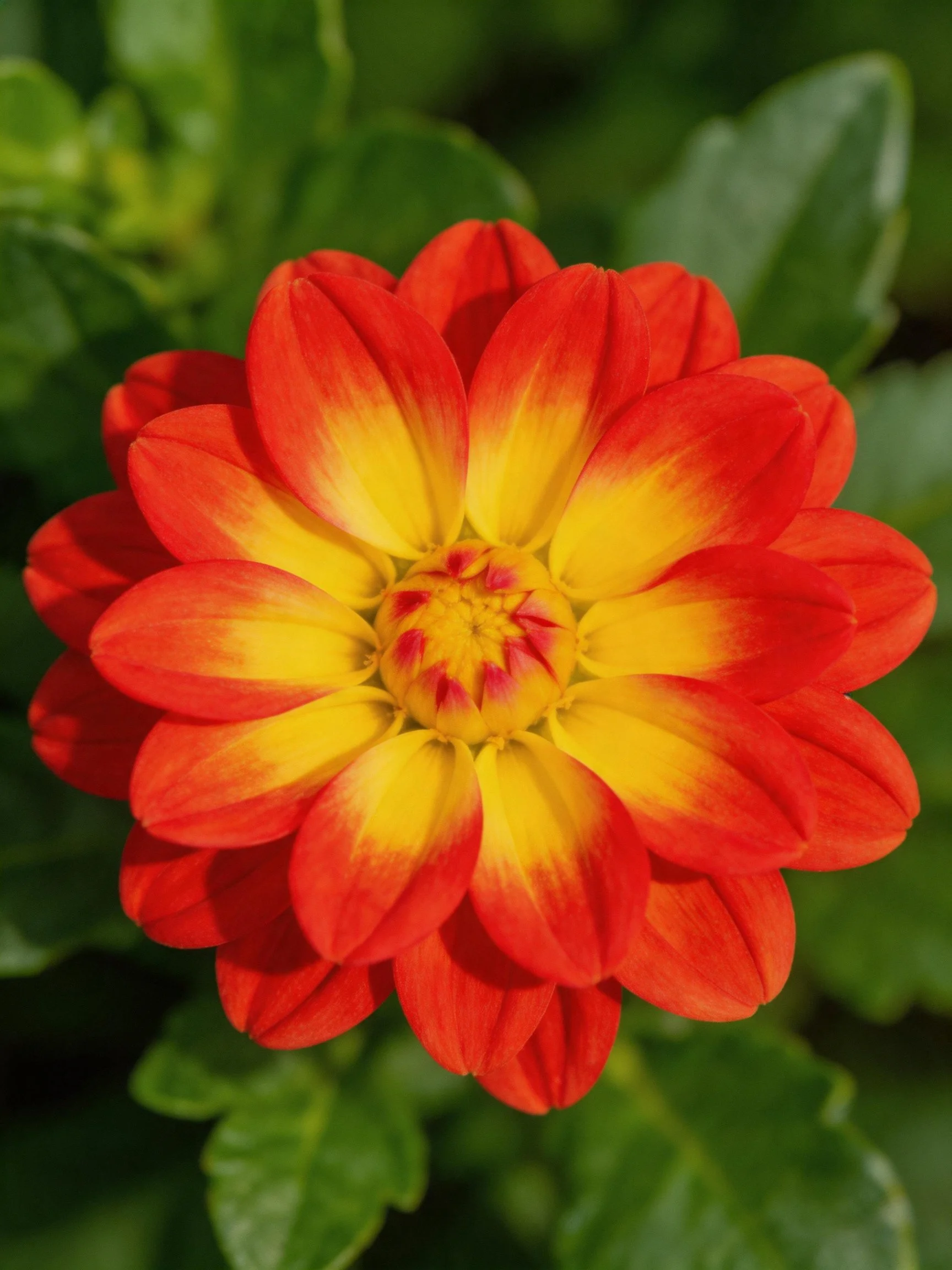 A vibrant red and yellow dahlia with lush green foliage