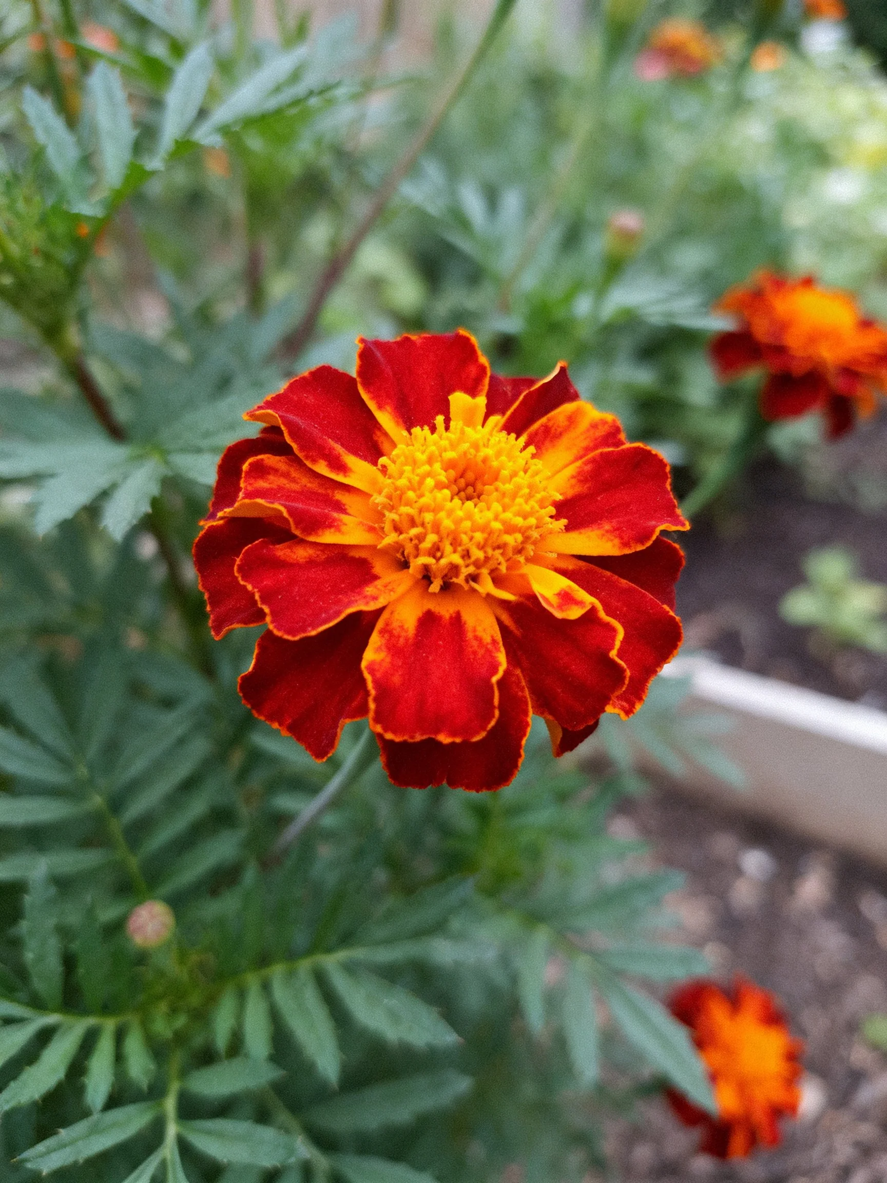 A vibrant red and yellow marigold centered among green foliage
