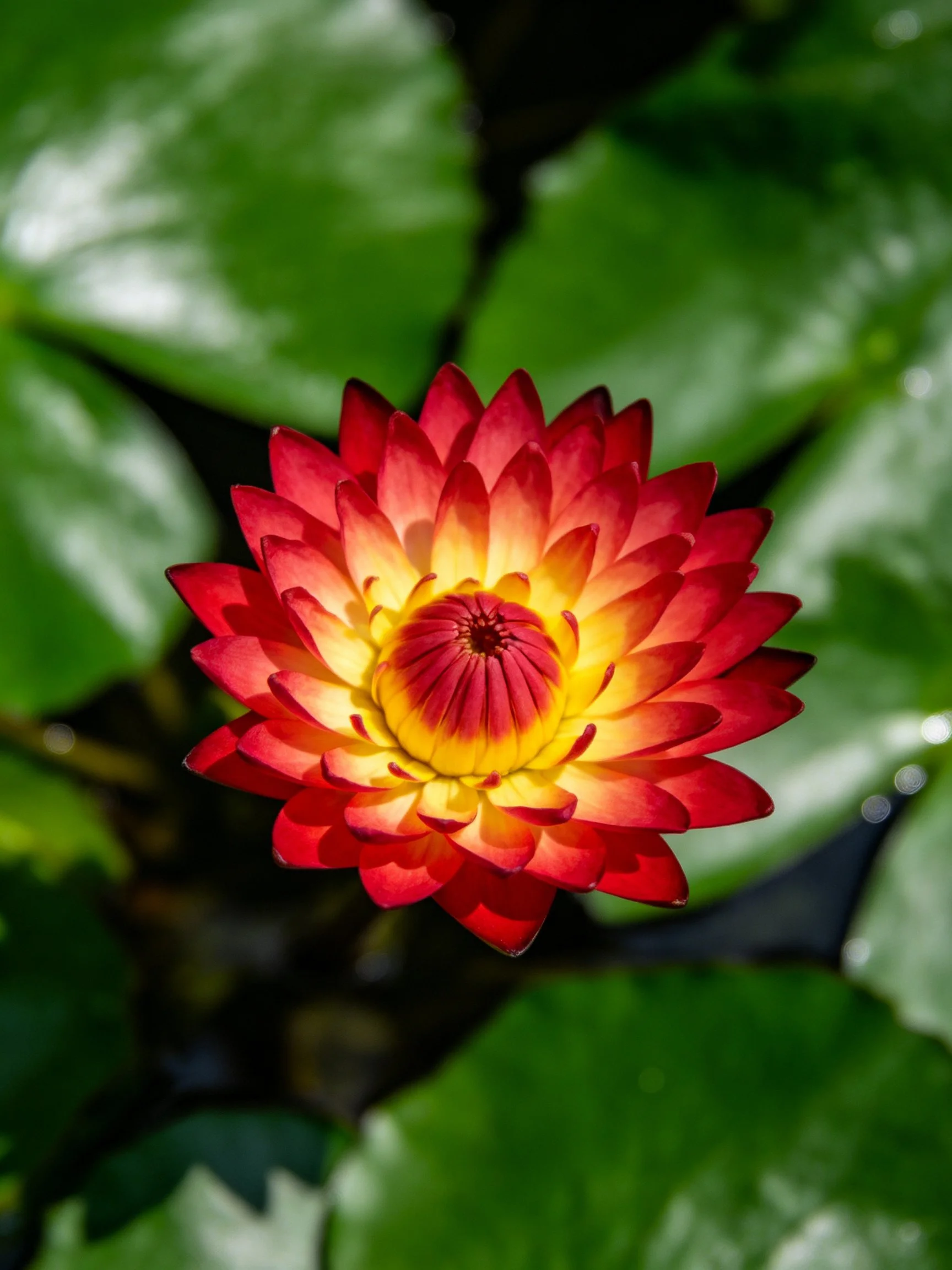 A vibrant red and yellow water lily blooms among large green leaves