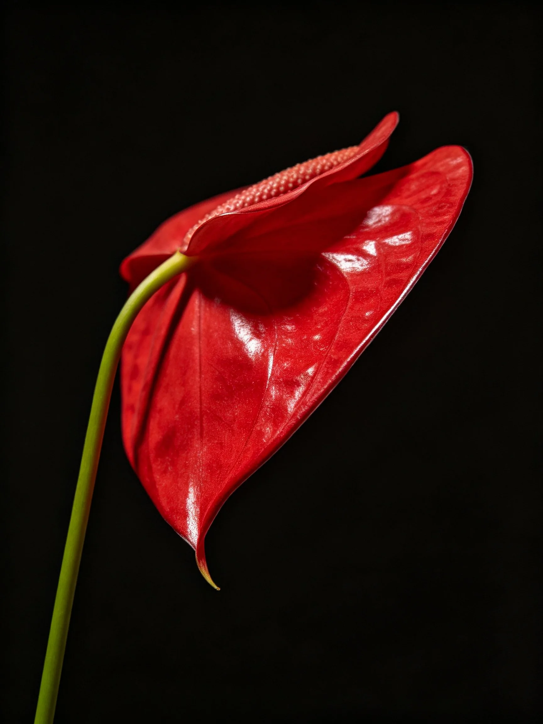 A vibrant red anthurium flower with glossy petals on a black backdrop