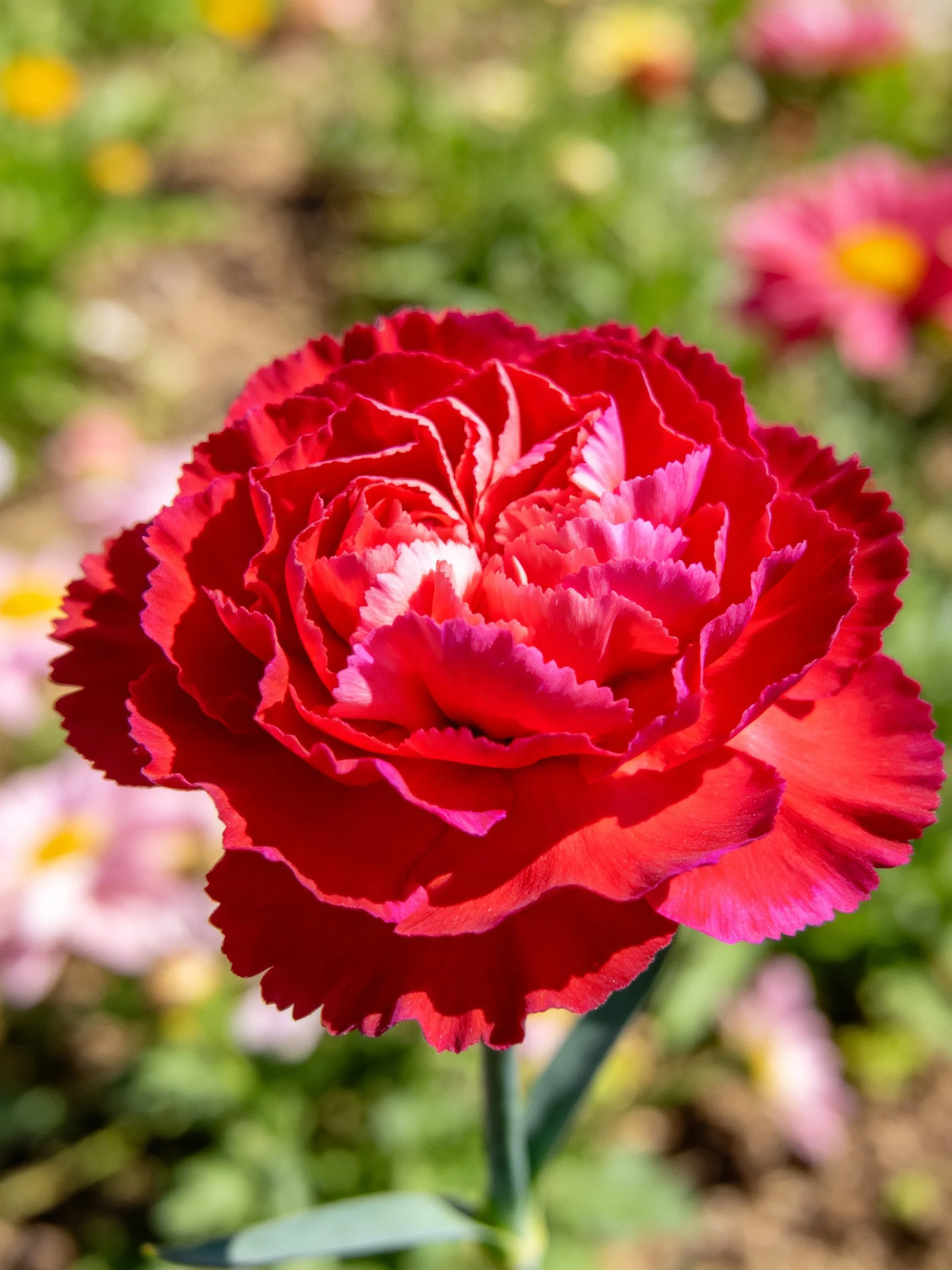 A vibrant red carnation with layered petals in a sunlit garden