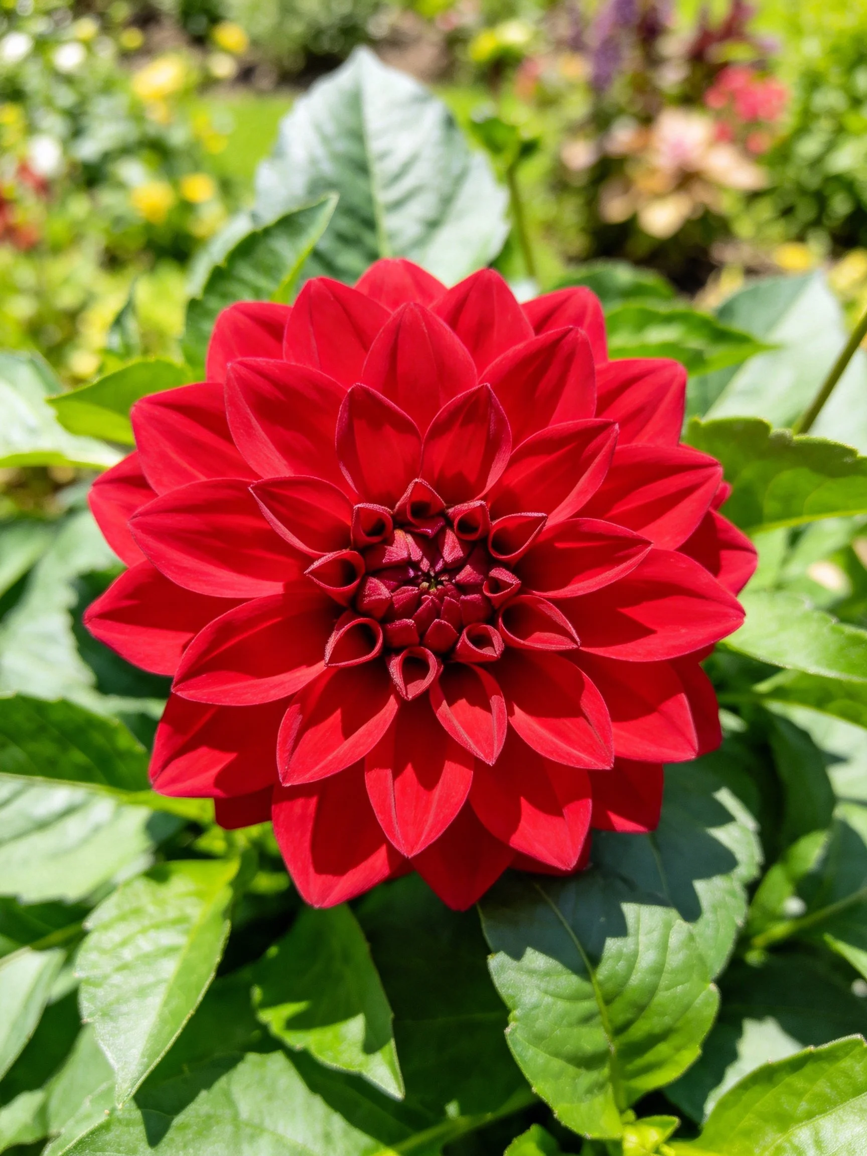 A bold red dahlia stands out among greenery in a sunlit garden.