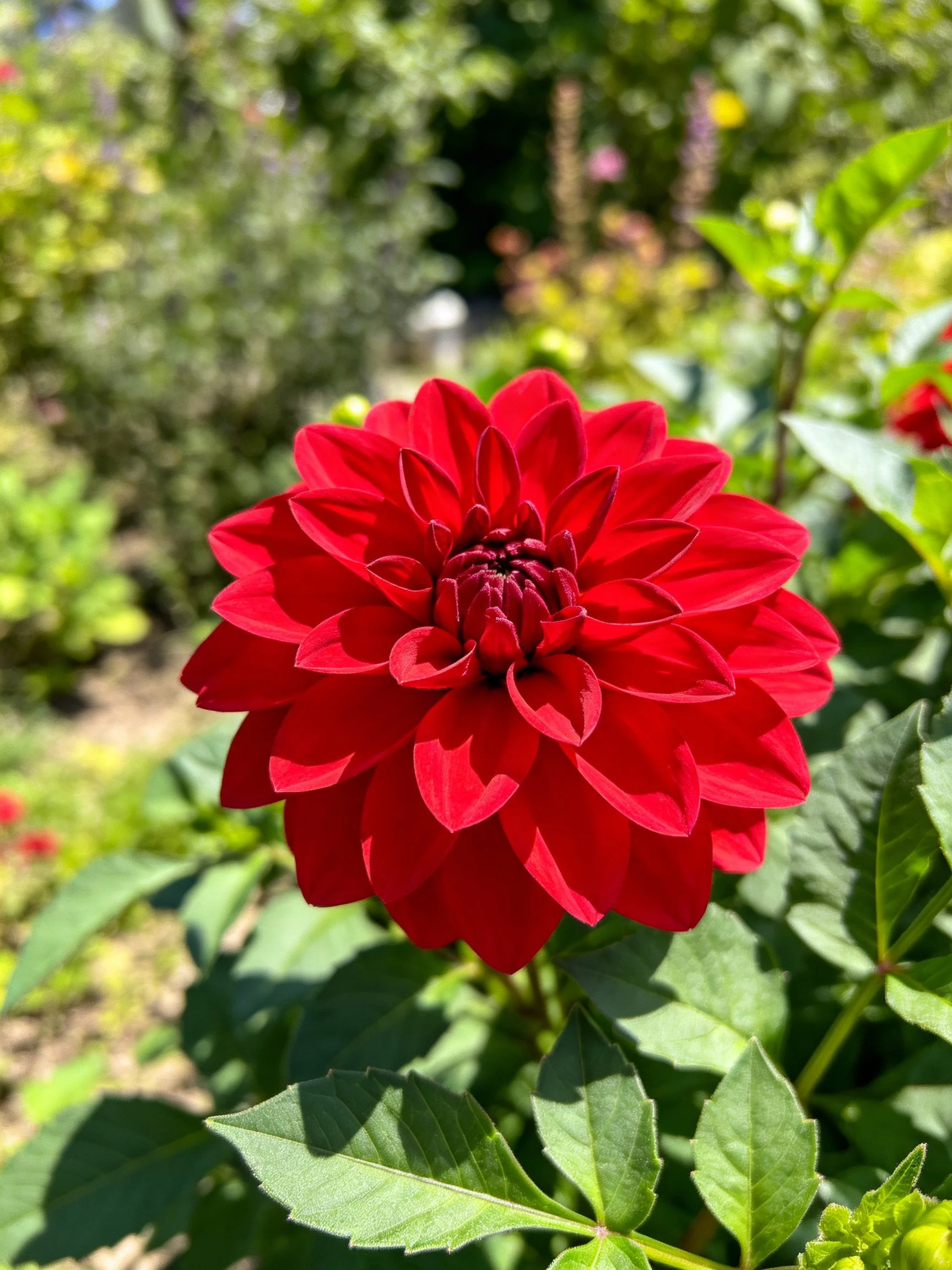 A vibrant red dahlia blooms among lush green foliage