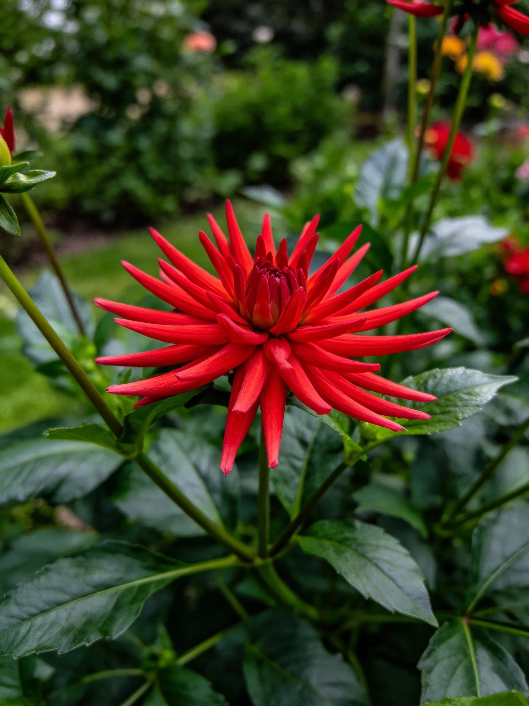 A vibrant red dahlia blooms among lush green foliage