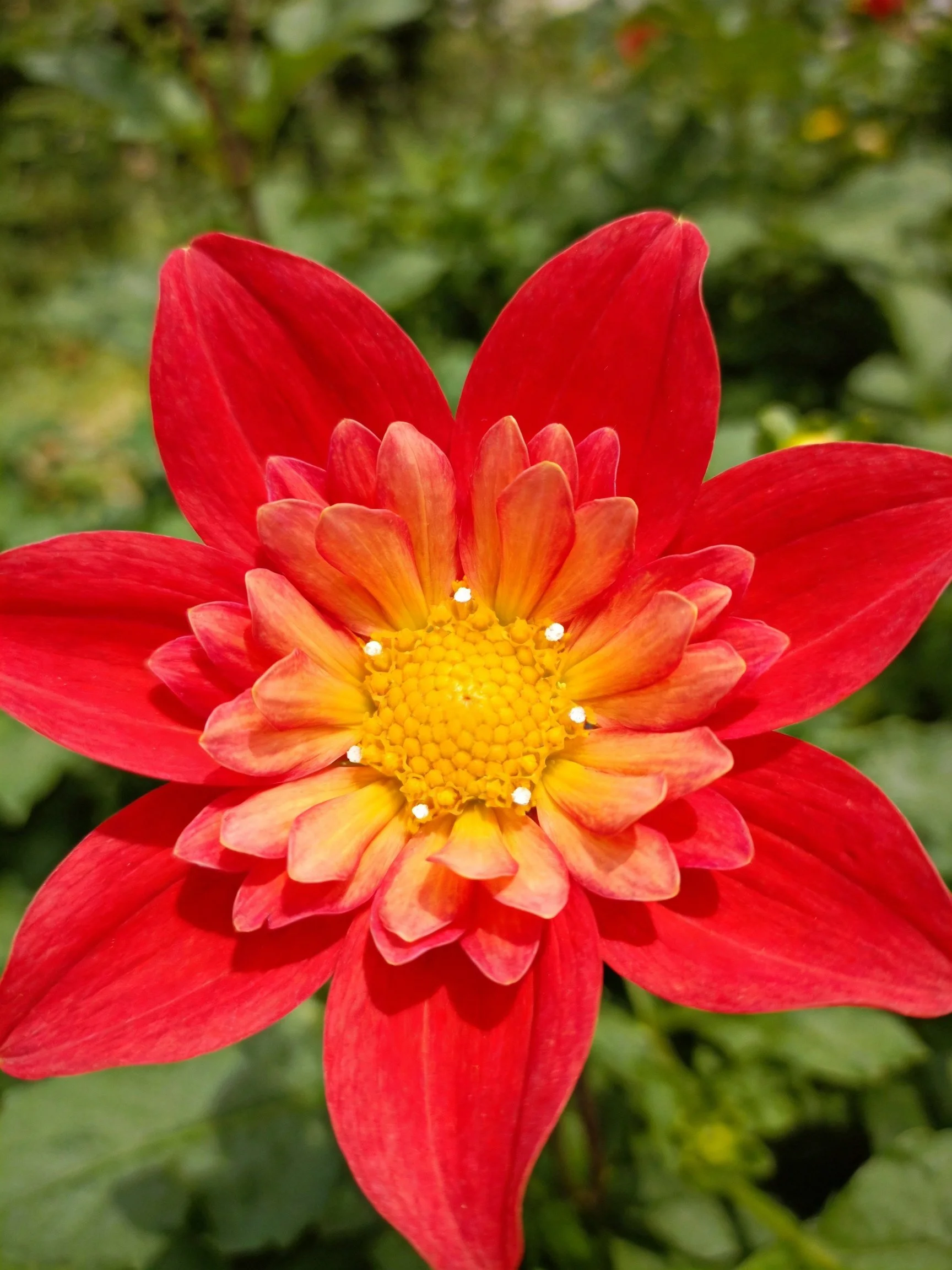 A vibrant red dahlia with layered orange and yellow center