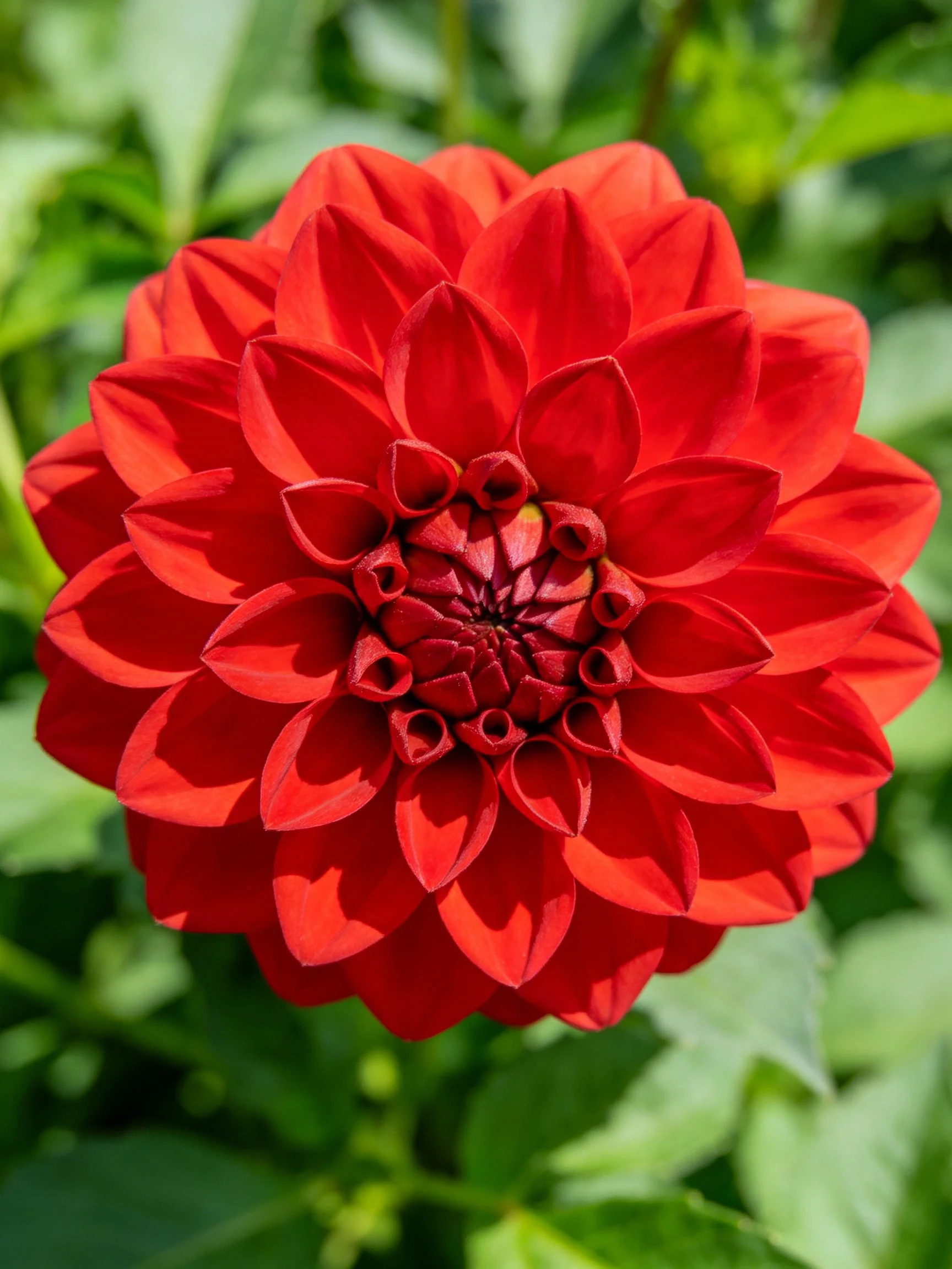 A vibrant red dahlia with layered petals against green foliage