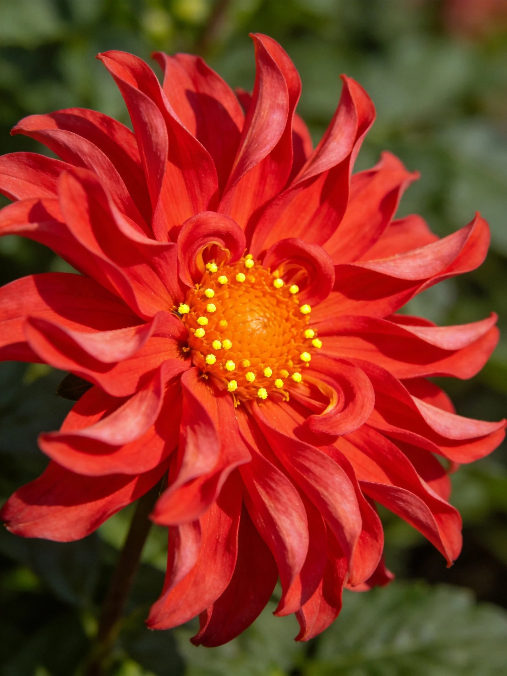 A vibrant red dahlia with layered petals and a golden-yellow center