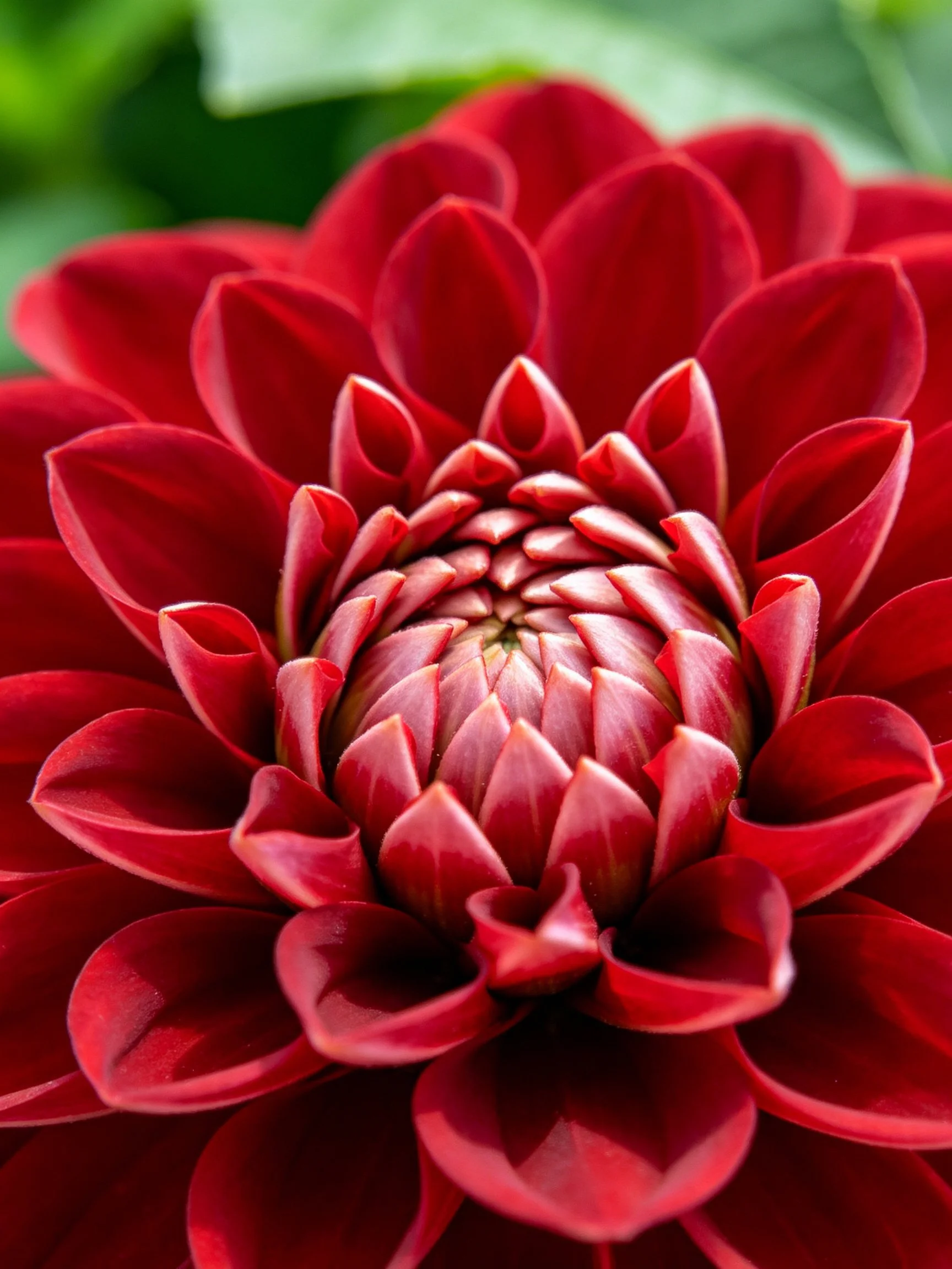 A vibrant red dahlia with layered petals and central detail