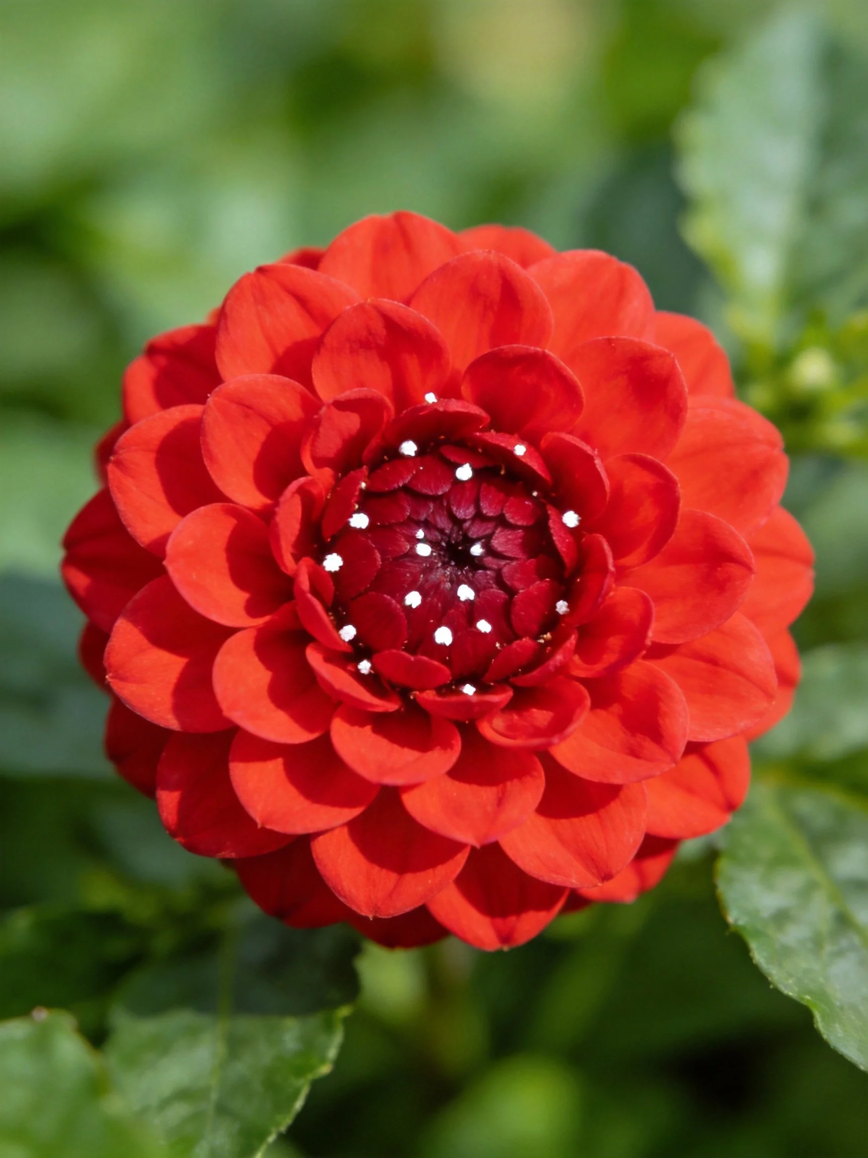 A vibrant red dahlia with layered petals and central details