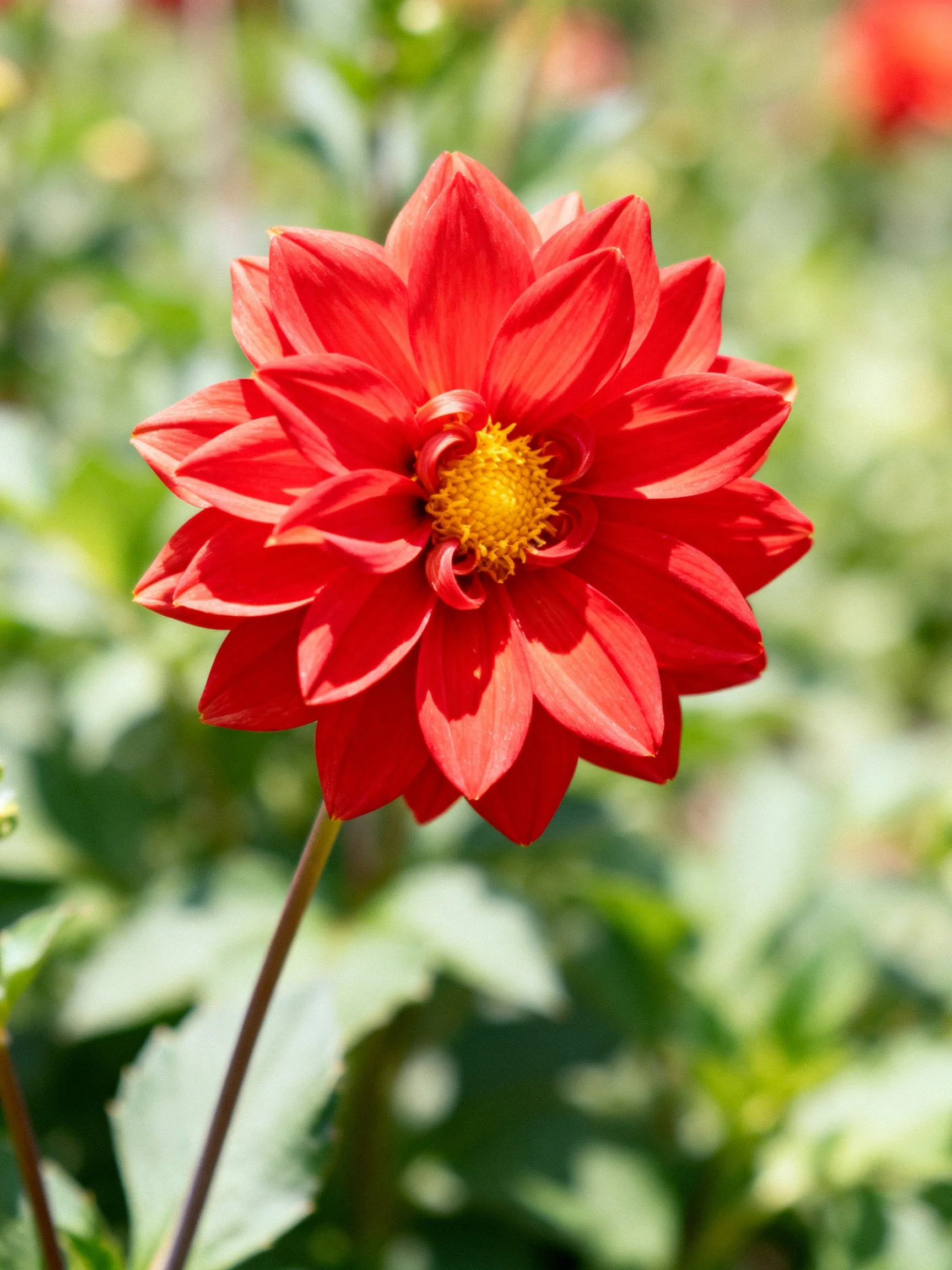 A vibrant red dahlia with layered petals and golden center