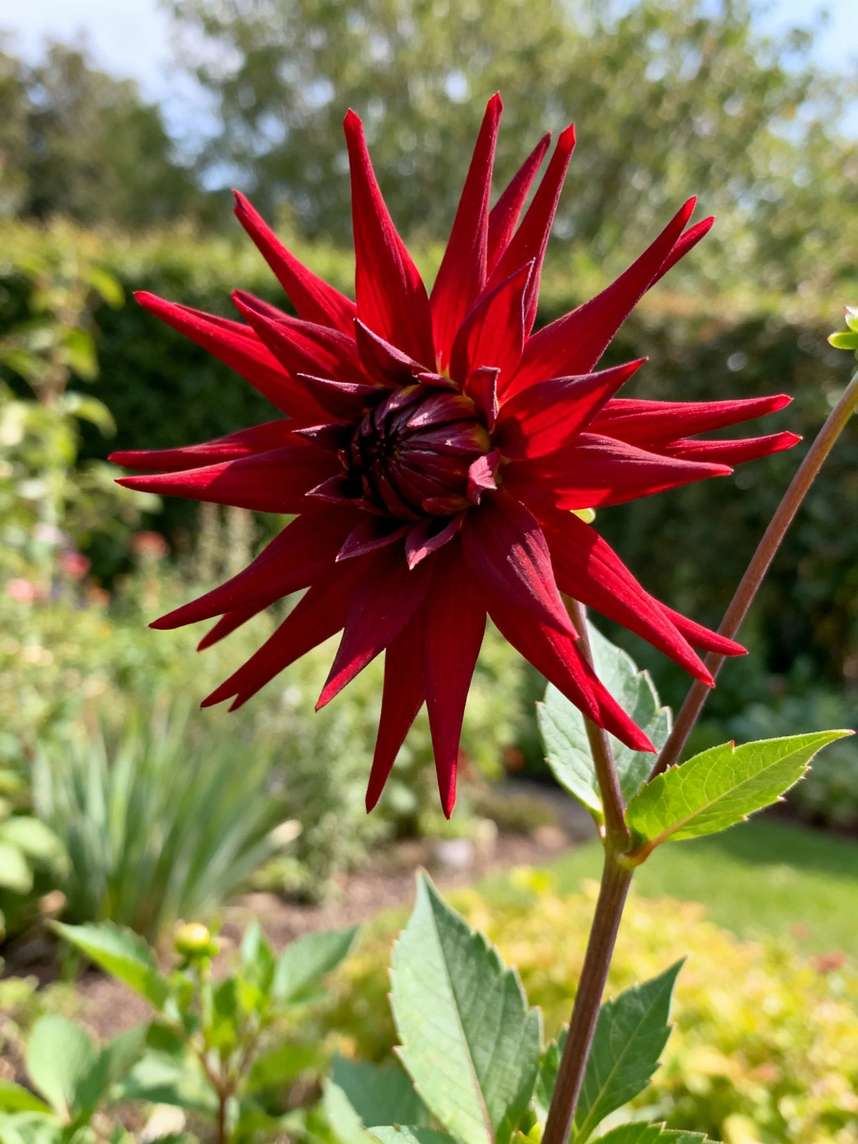 A vibrant red dahlia with spiky petals in a sunlit garden