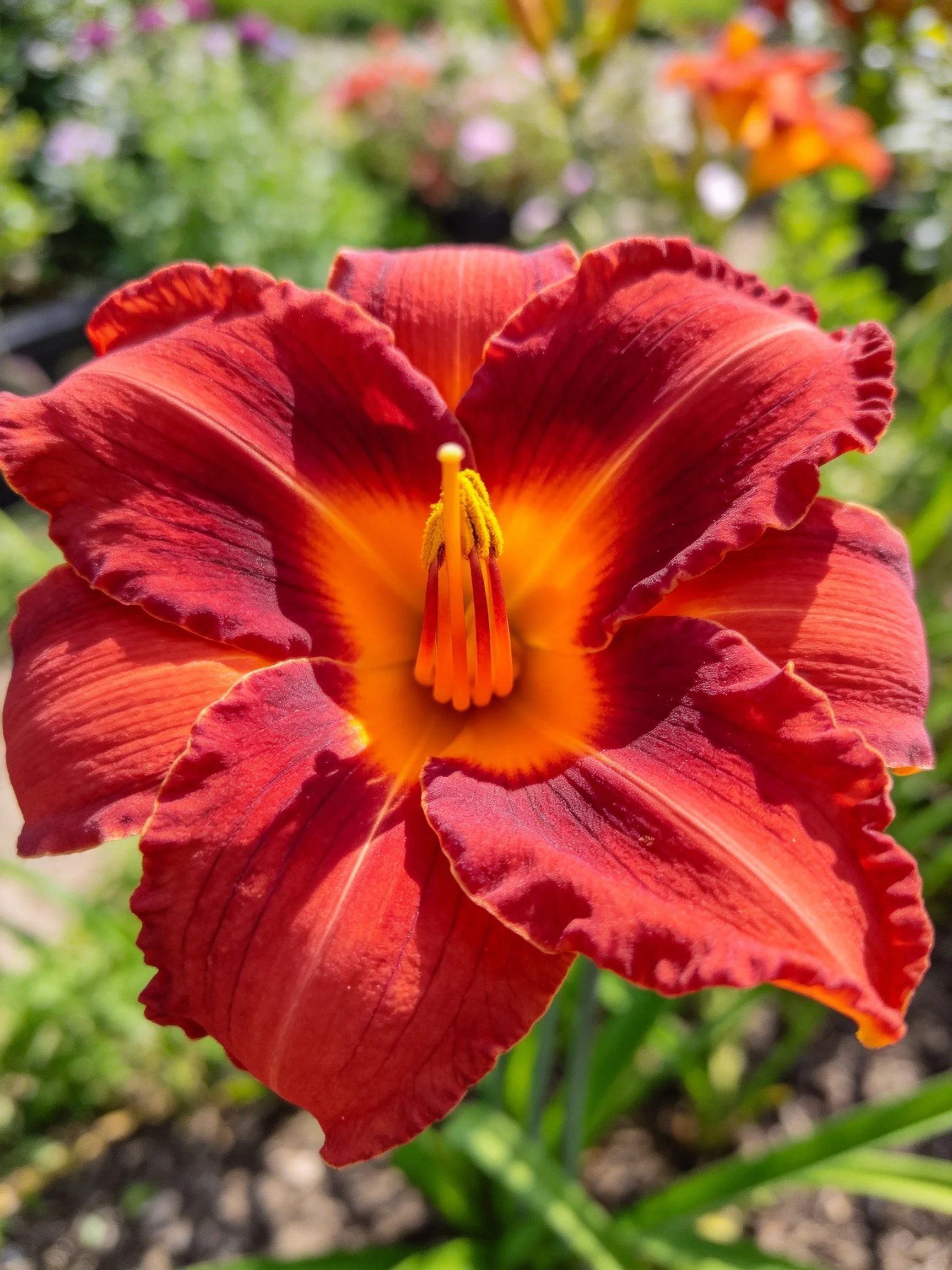 A vibrant red daylily with orange center and ruffled petals