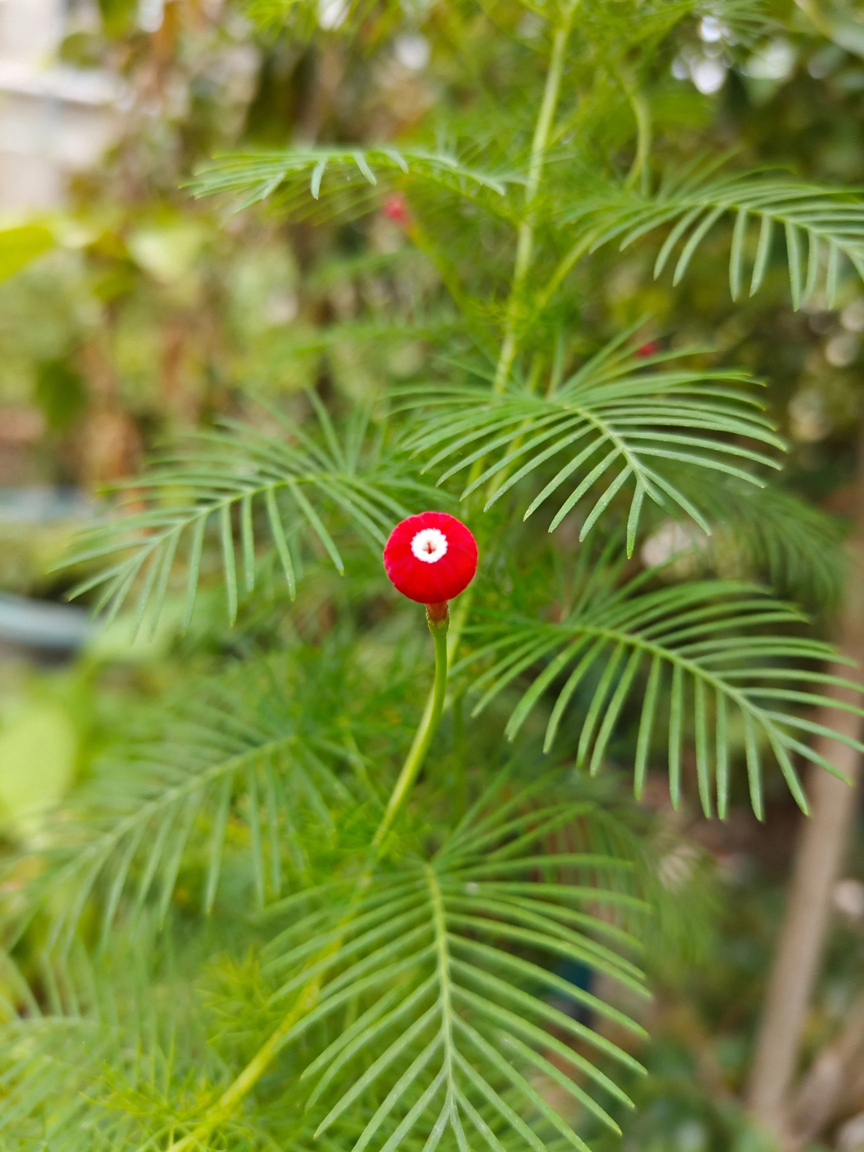 A vibrant red flower bud amidst lush green foliage