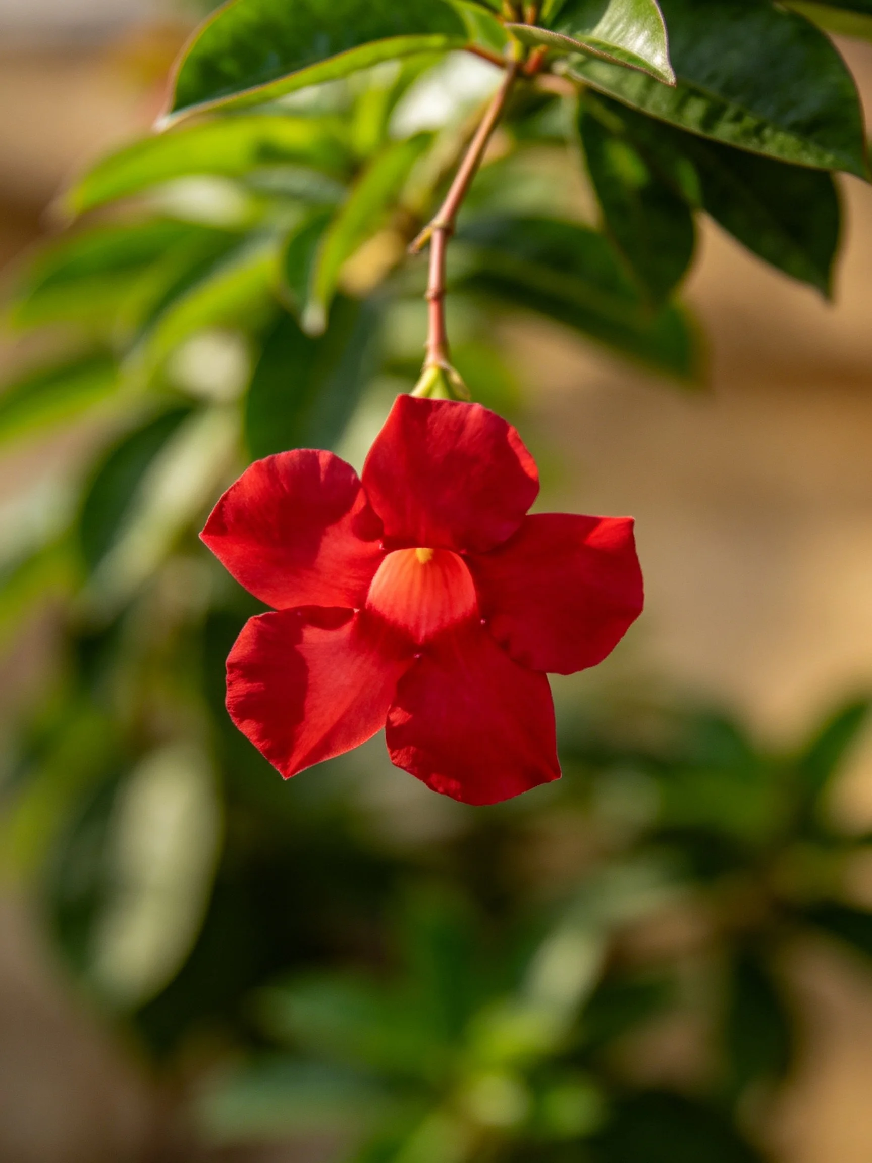 A vibrant red flower with five petals amidst glossy green foliage