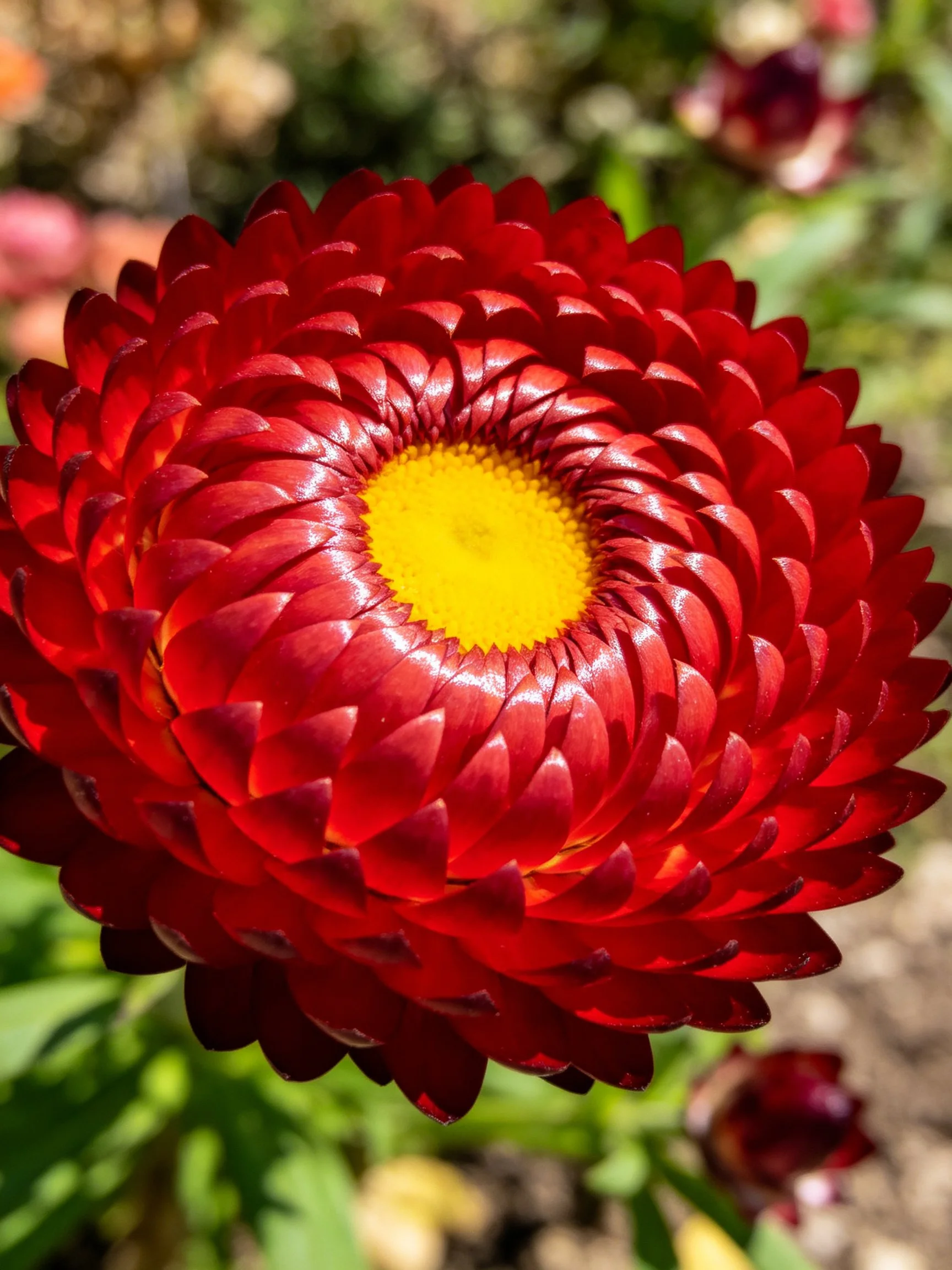 A vibrant red flower with layered petals and a yellow center