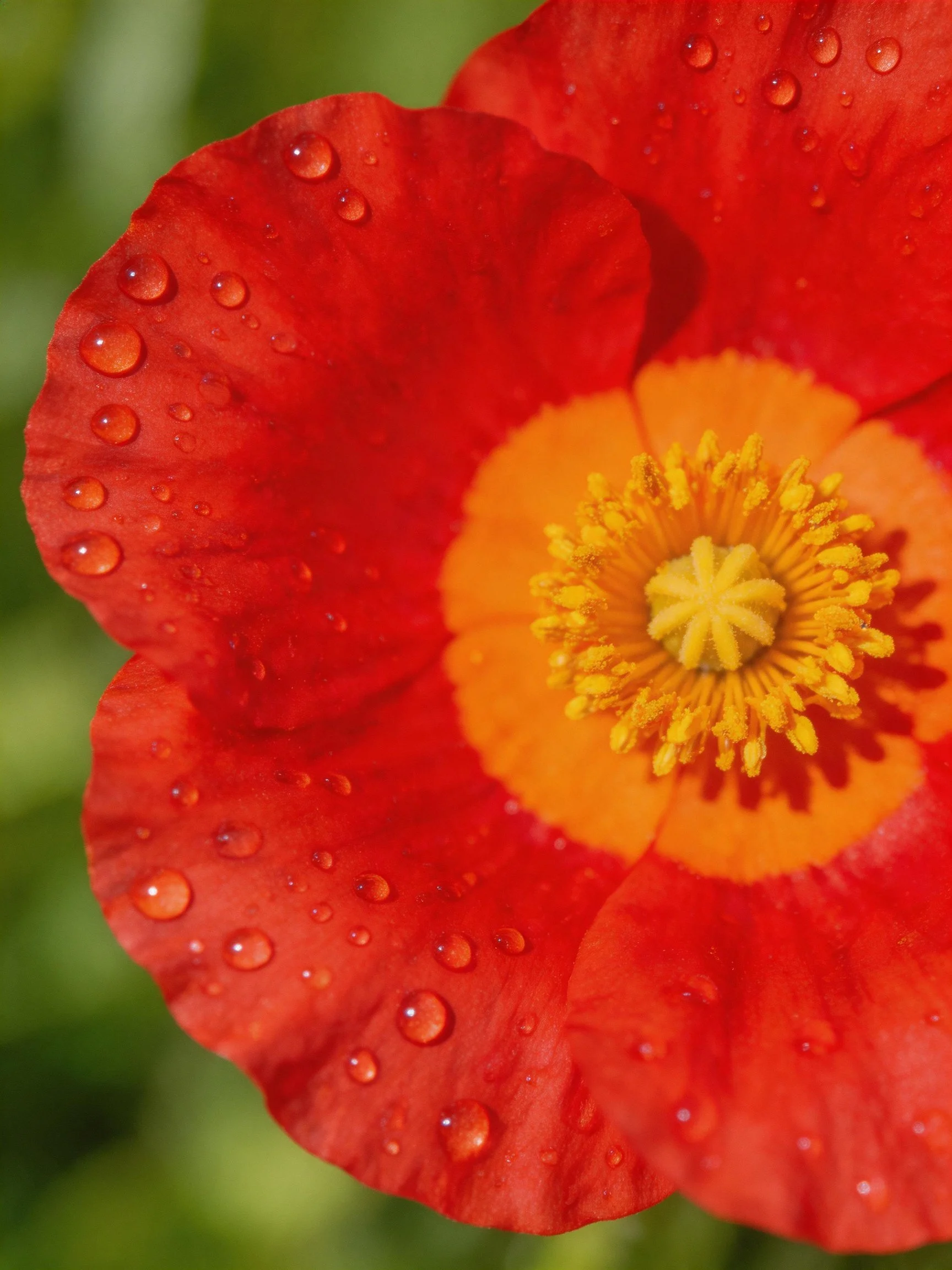 A vibrant red flower with water droplets and golden center