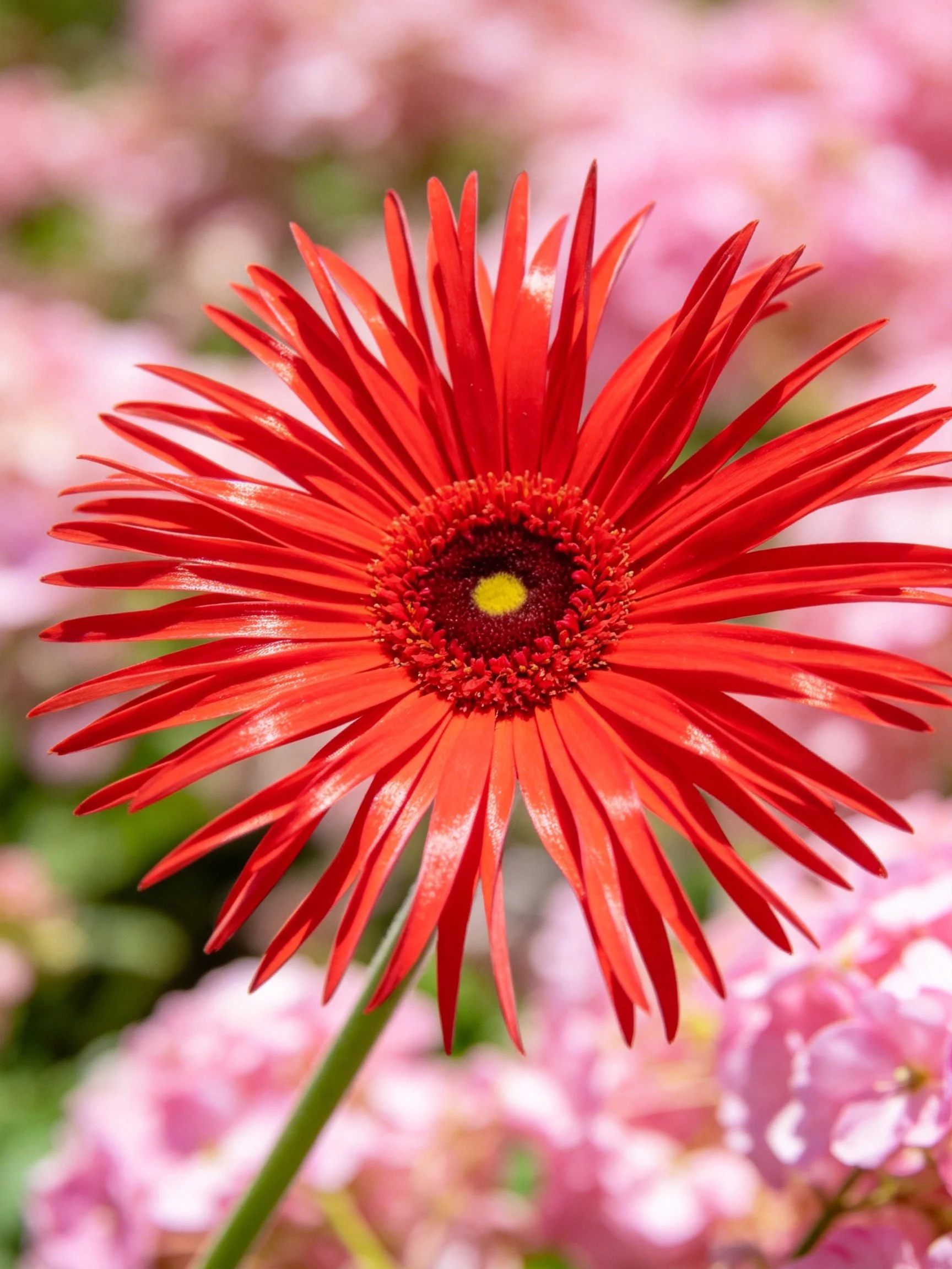 A vibrant red gerbera daisy with soft pink floral surroundings