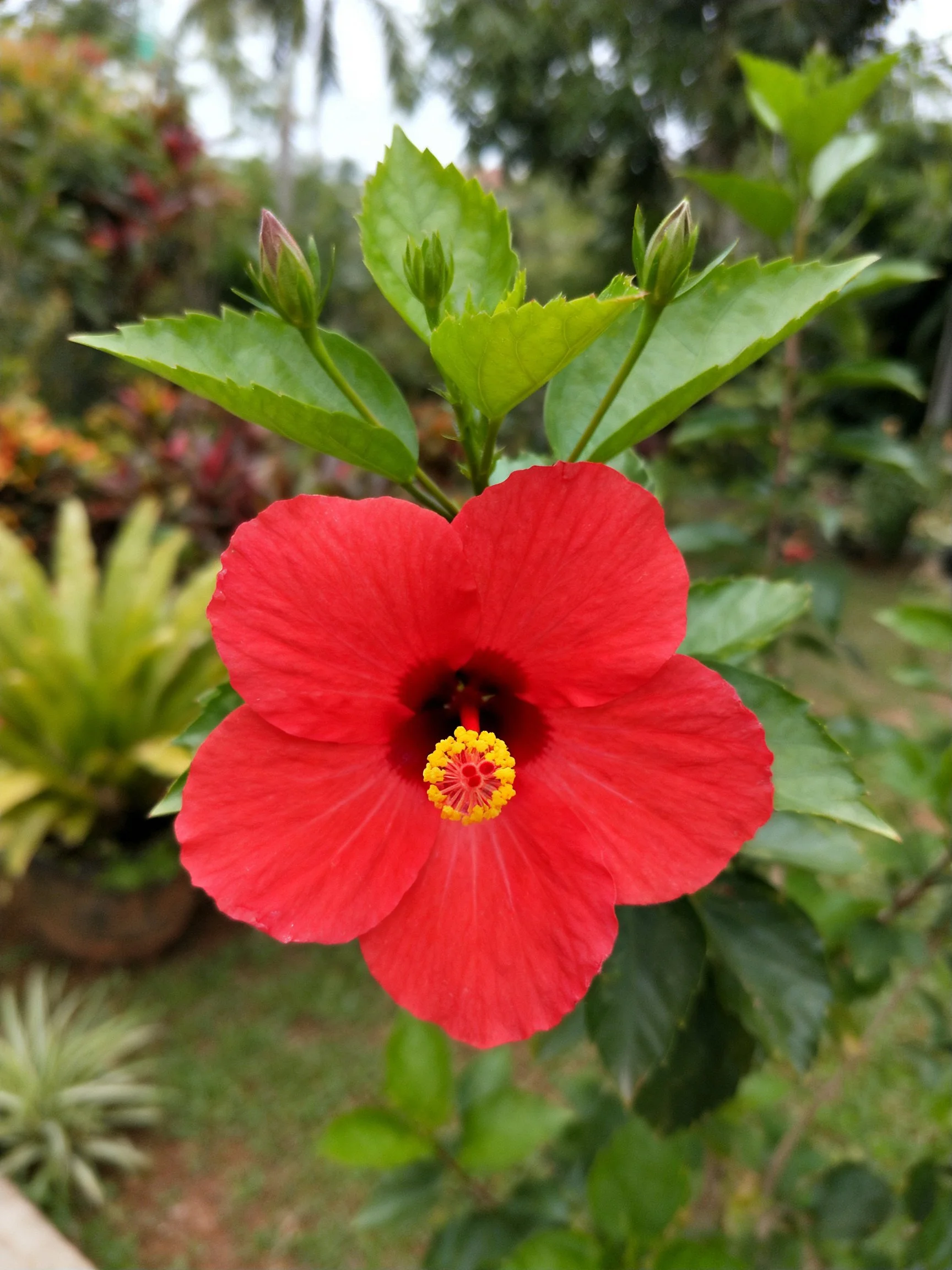 A vibrant red hibiscus flower with green leaves and buds in a garden