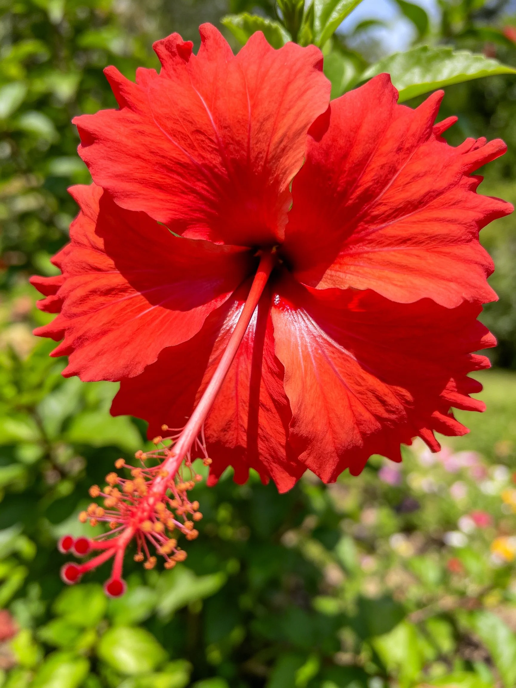 A vibrant red hibiscus flower with ruffled petals