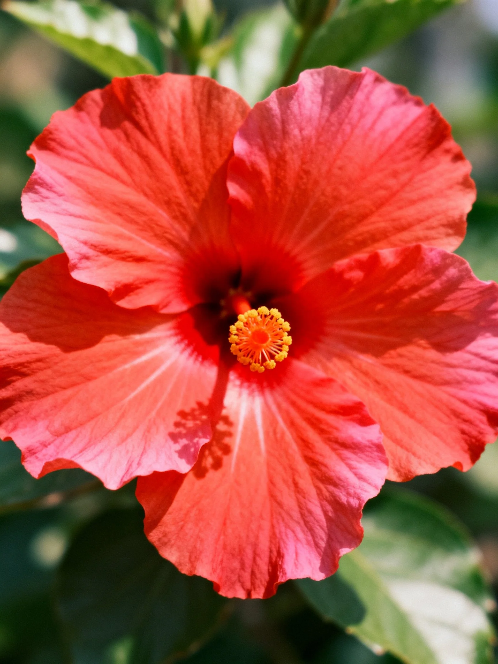 Close - up of a vibrant red hibiscus flower with ruffled petals.