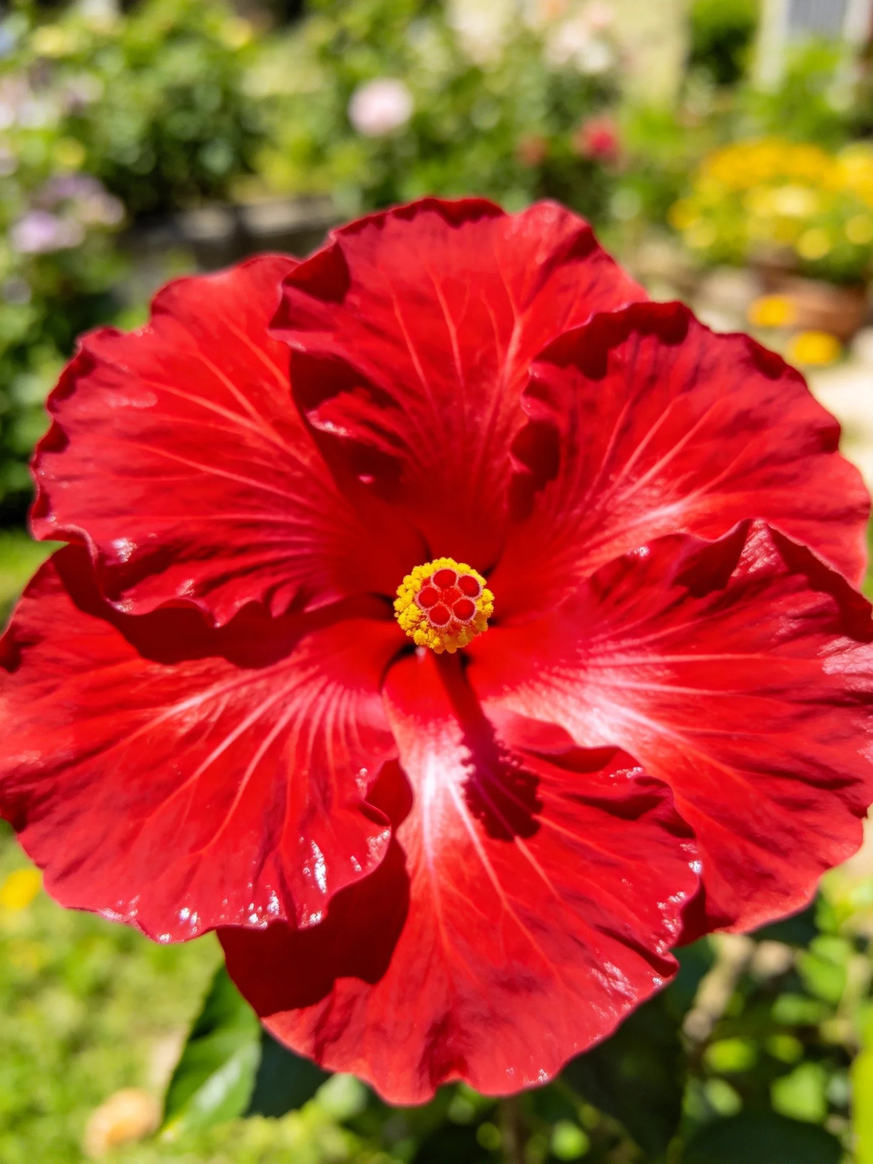 A vibrant red hibiscus flower with ruffled petals