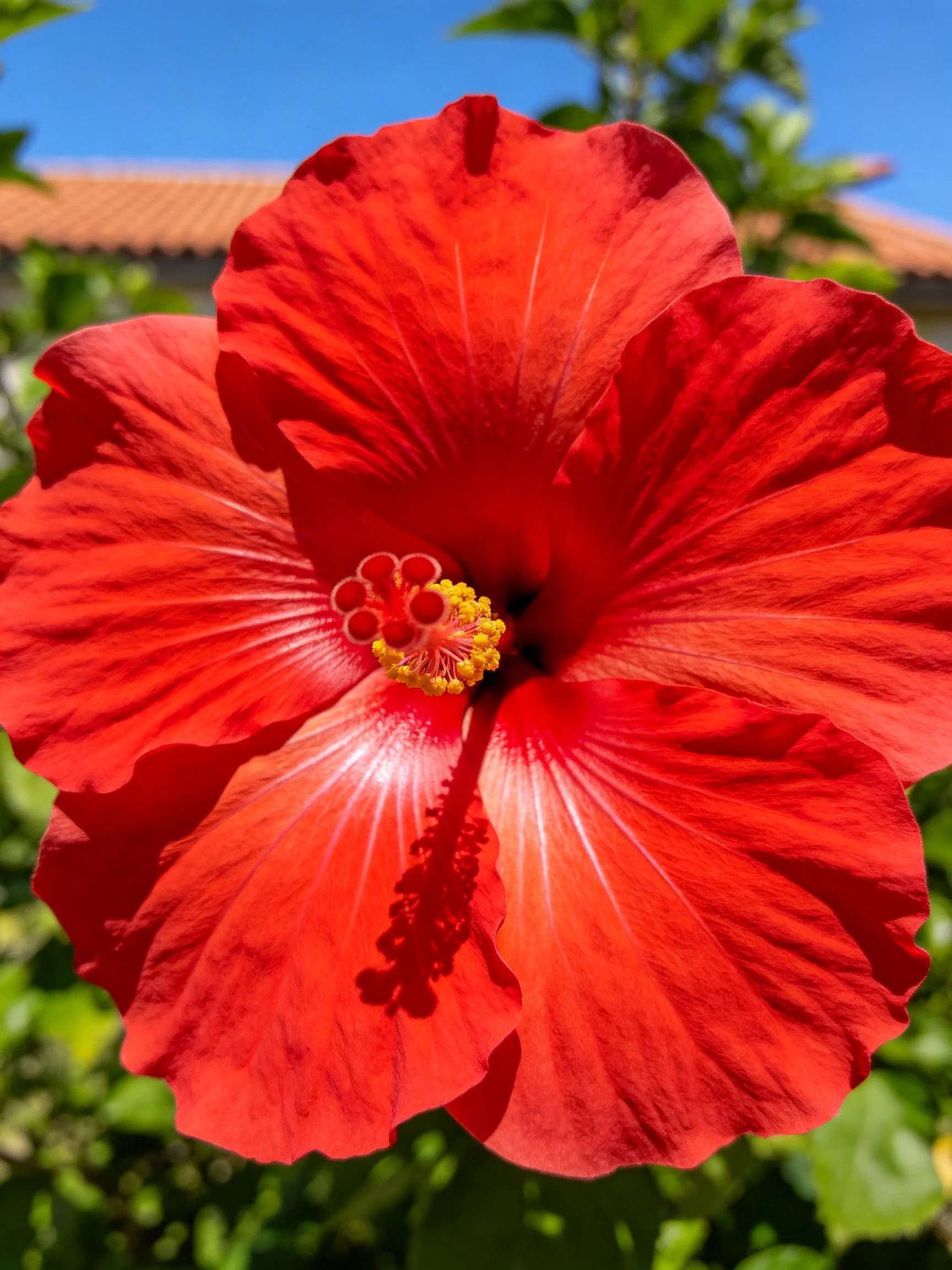 A vibrant red hibiscus flower with yellow center and broad petals