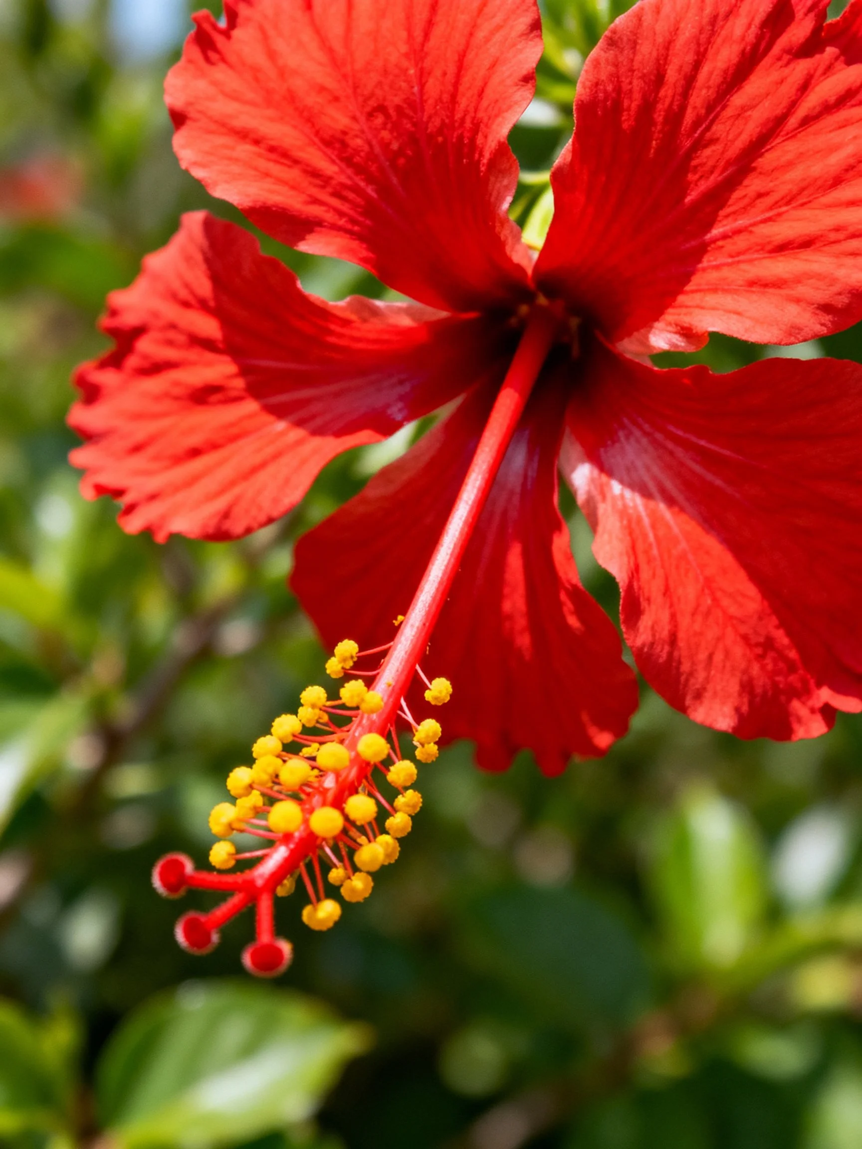 A vibrant red hibiscus flower with yellow stamens