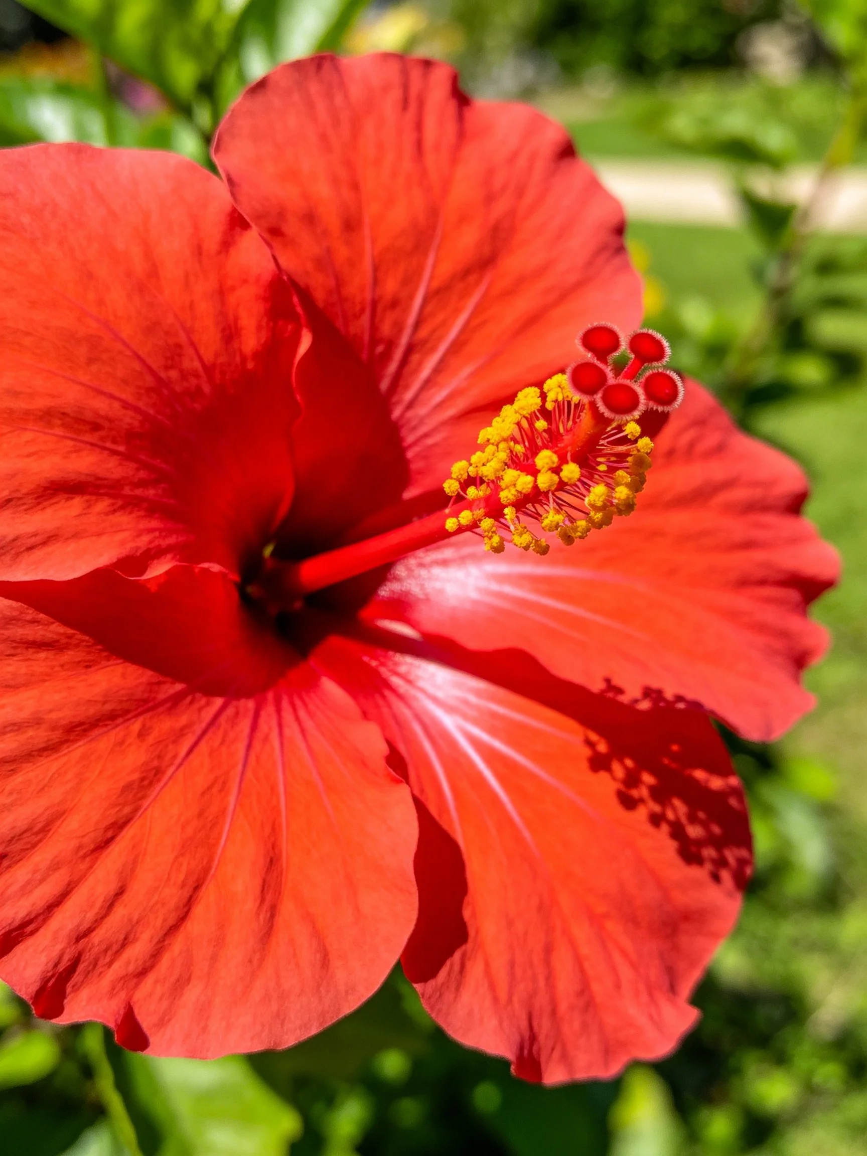 A vibrant red hibiscus flower with yellow stamens