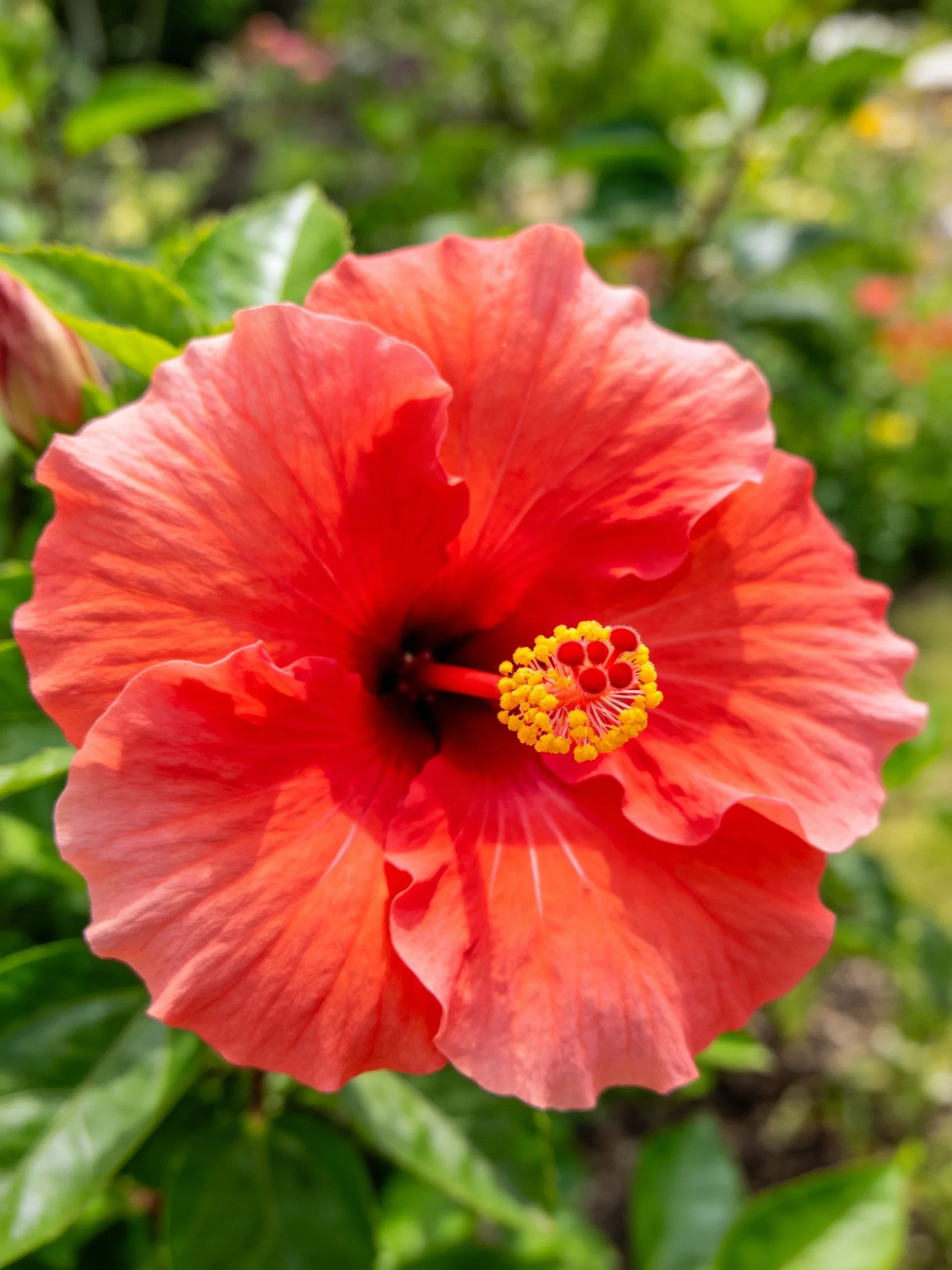 A vibrant red hibiscus flower with yellow stamens and green leaves