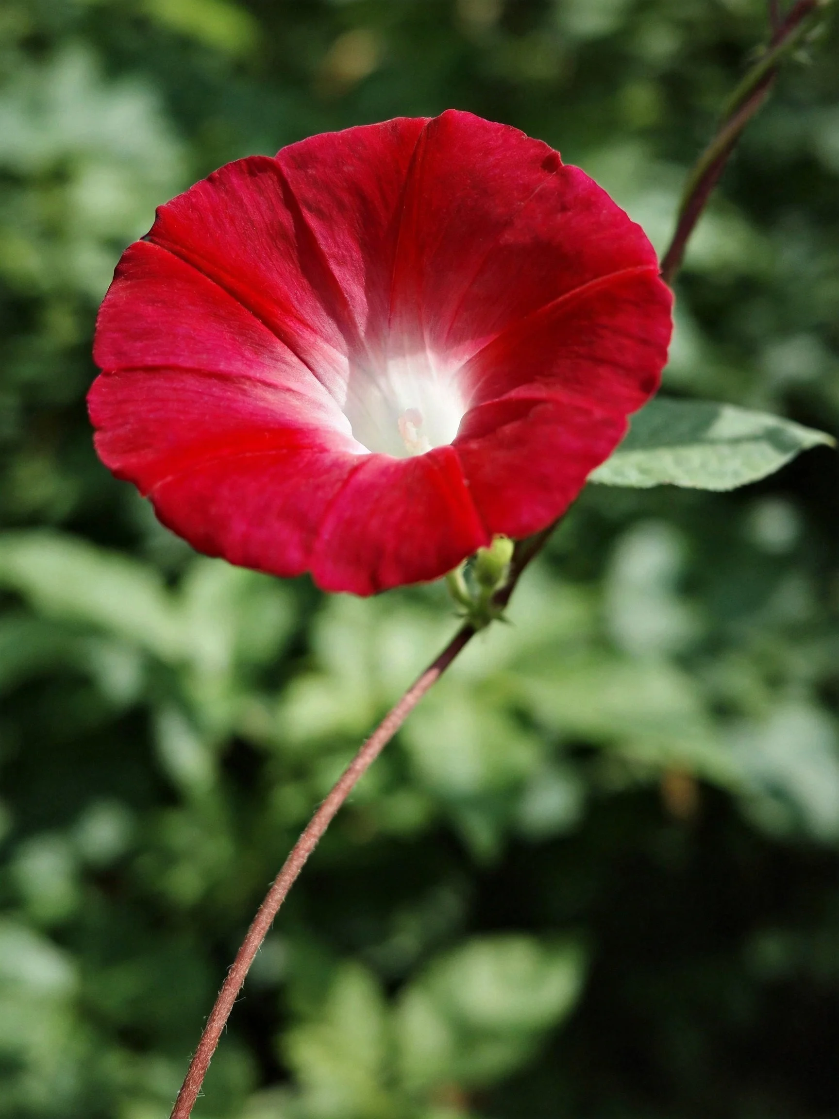 A vibrant red morning glory with white center among green foliage