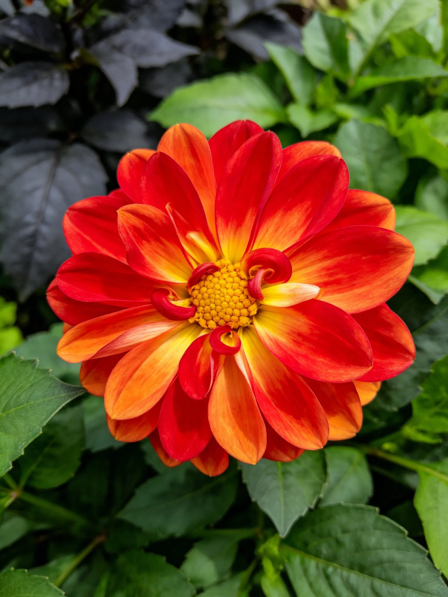 A vibrant red-orange dahlia blooms amid lush green and dark foliage