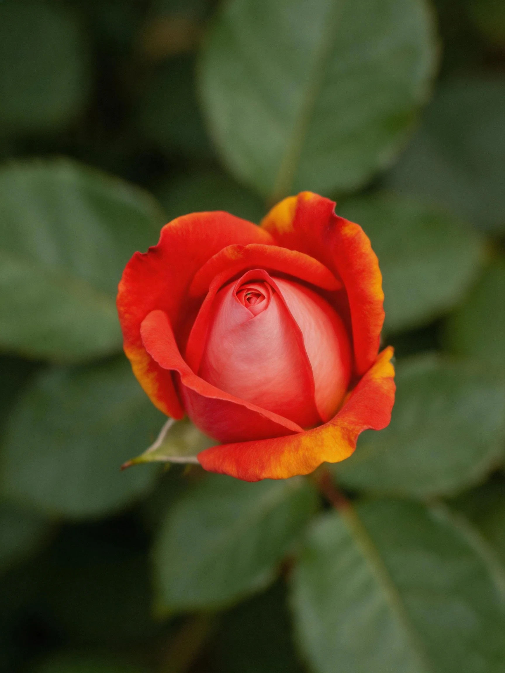 A vibrant red-orange rose bud with lush green foliage