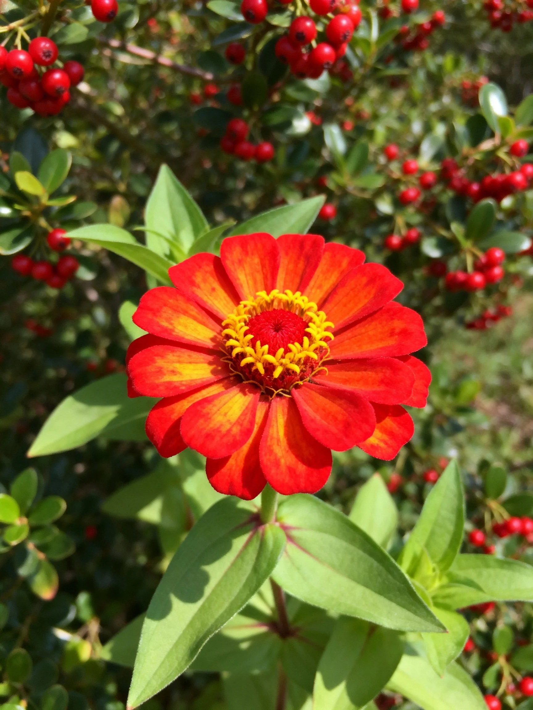 A vibrant red-orange zinnia with yellow center amid green foliage and red berries