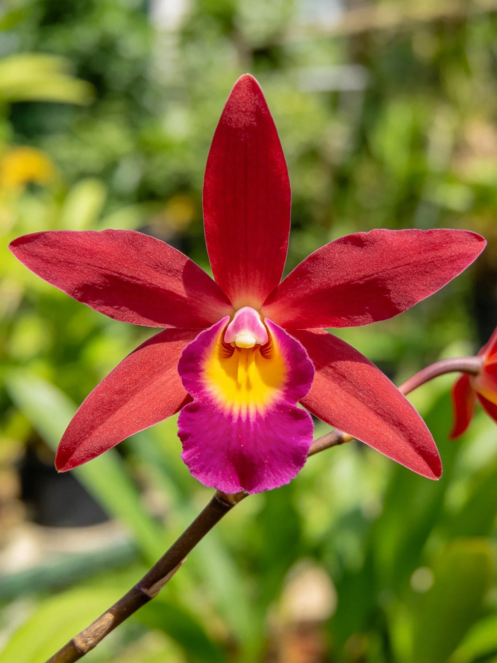 A single vibrant red orchid with purple and yellow central markings stands out against green foliage.
