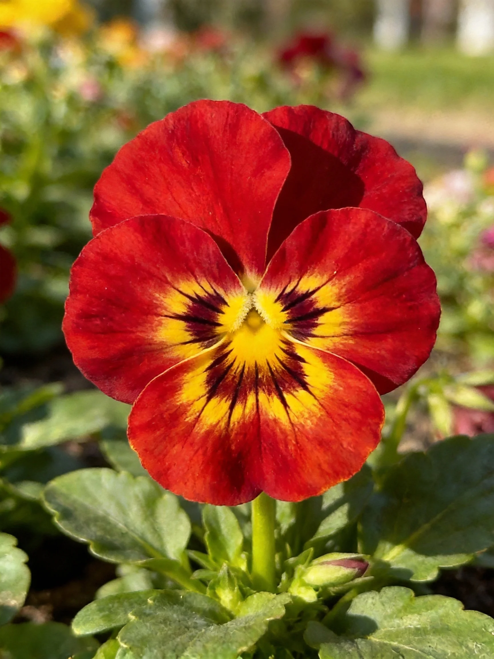 A vibrant red pansy with yellow and dark purple center