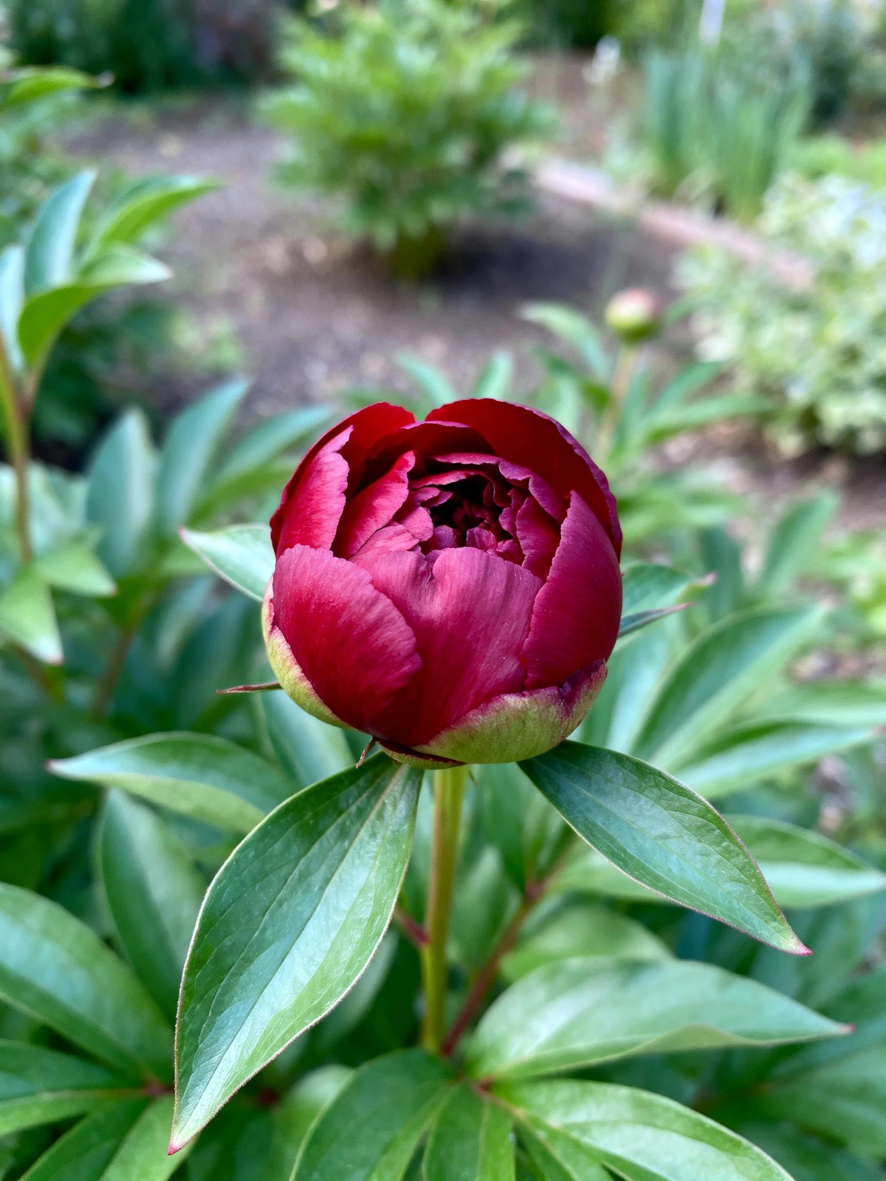 A vibrant red peony bud surrounded by lush green leaves