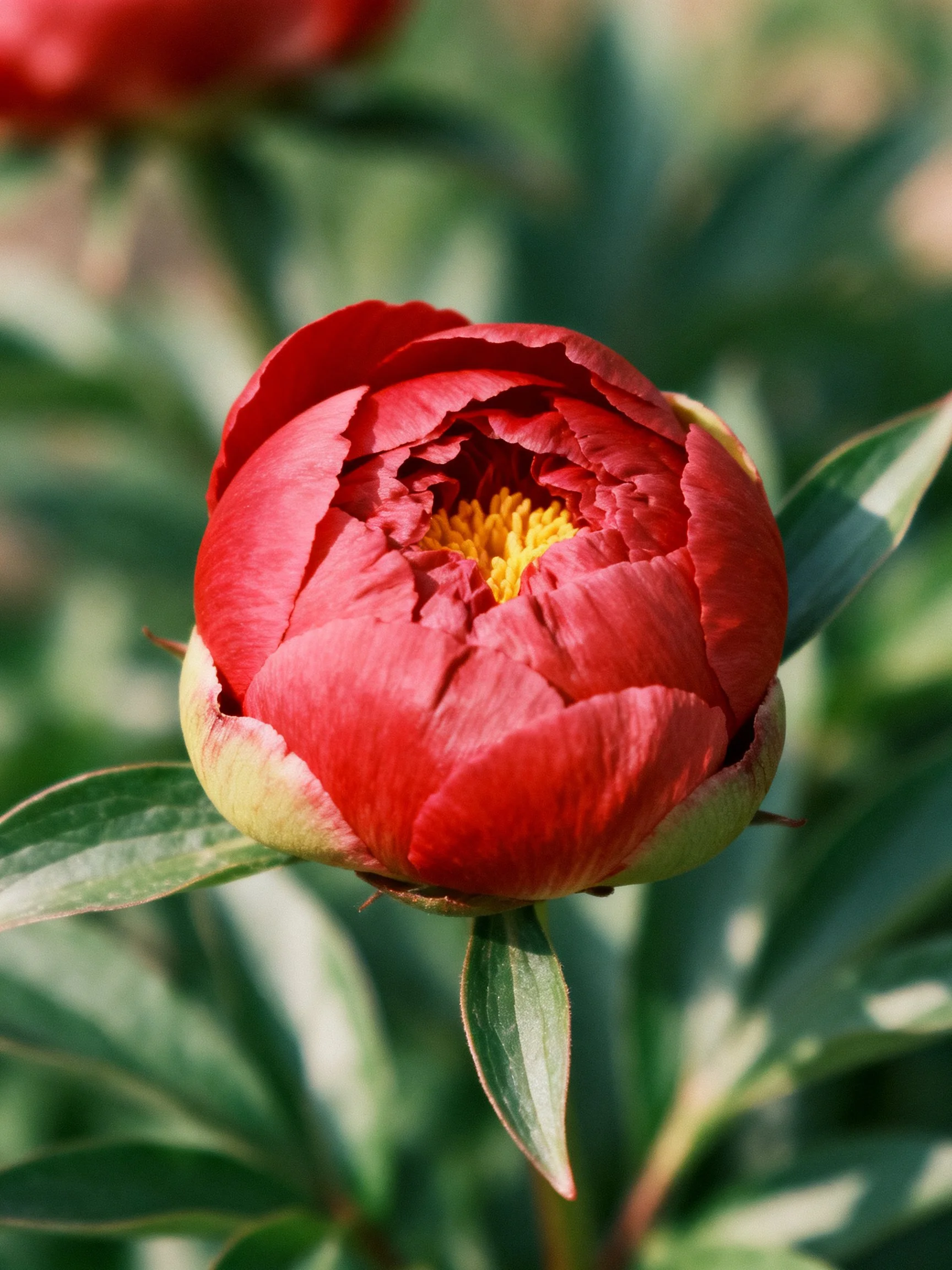 A vibrant red peony bud with green foliage