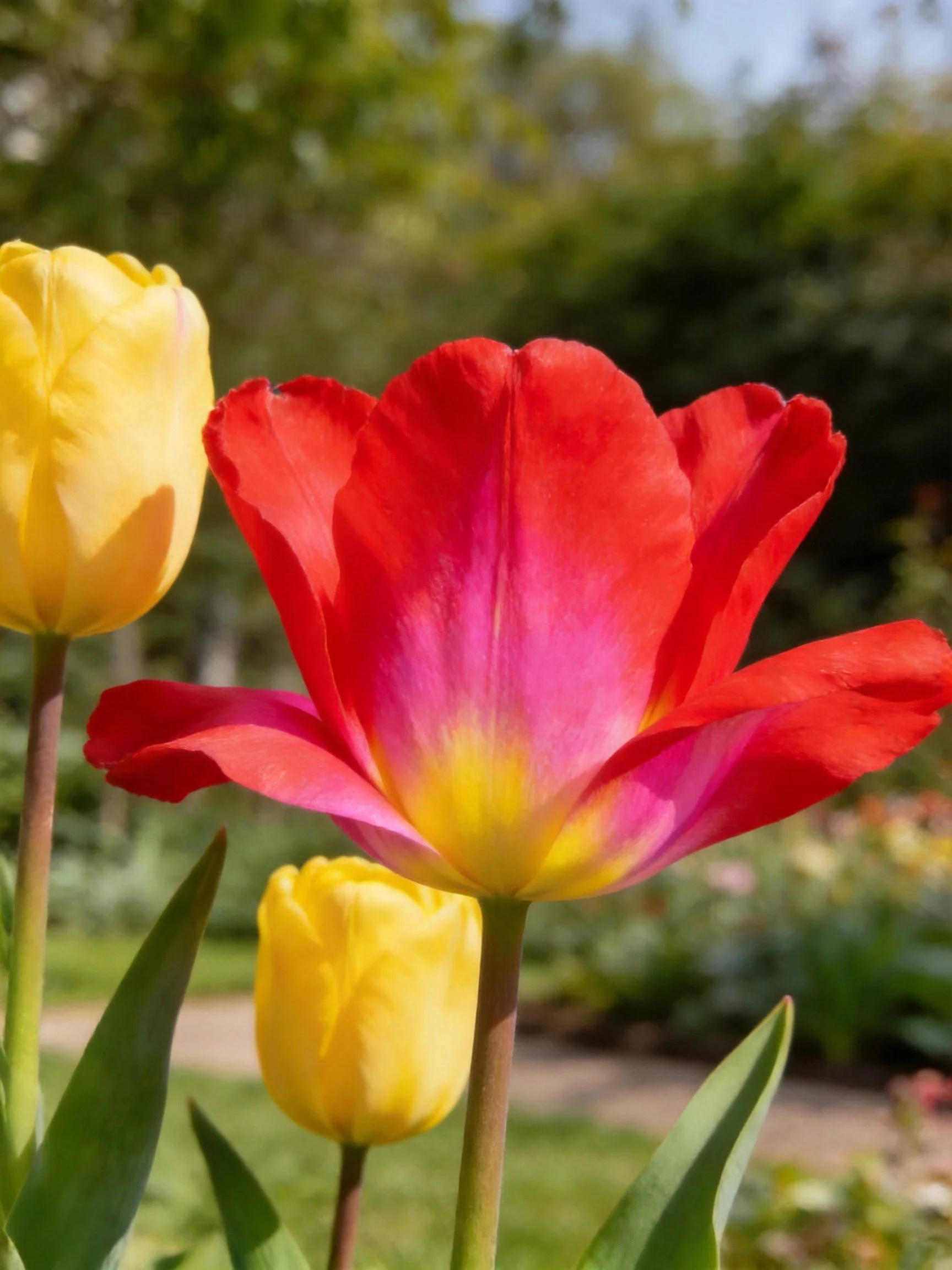 A vibrant red-pink tulip with yellow accents among yellow tulips in a sunlit garden