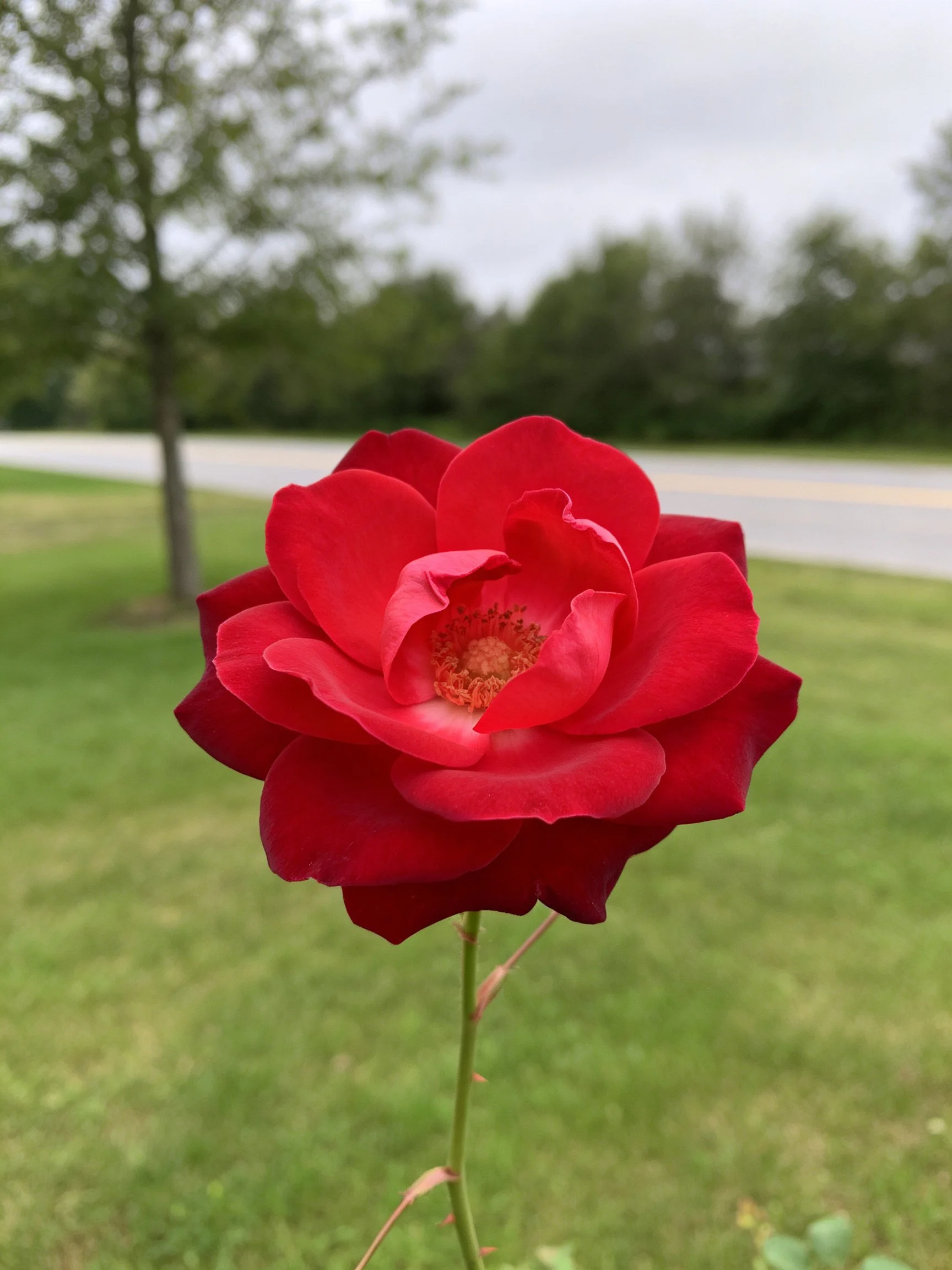A vibrant red rose stands out against a blurred roadside landscape with greenery.