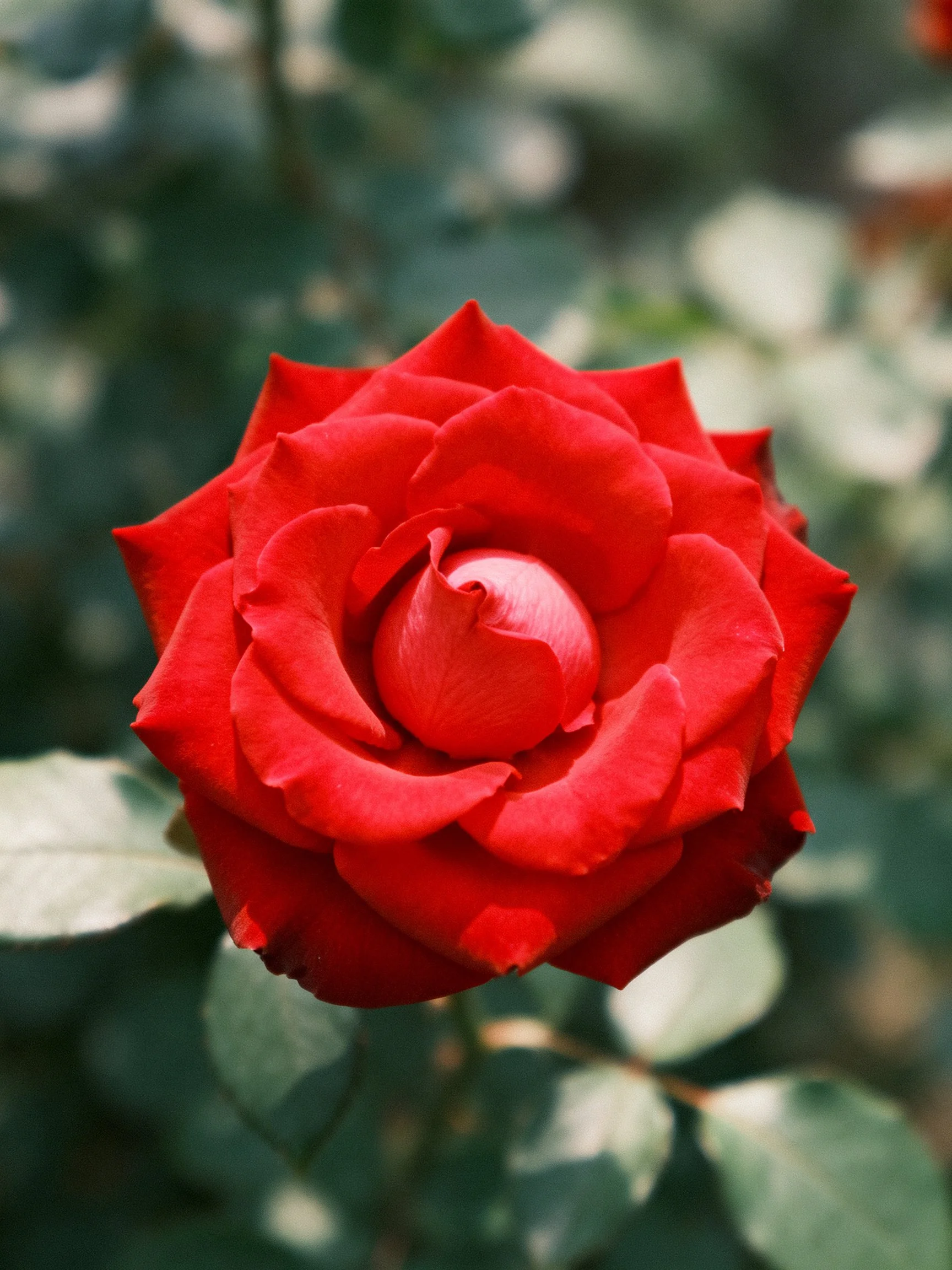 A vibrant red rose in full bloom against blurred green foliage