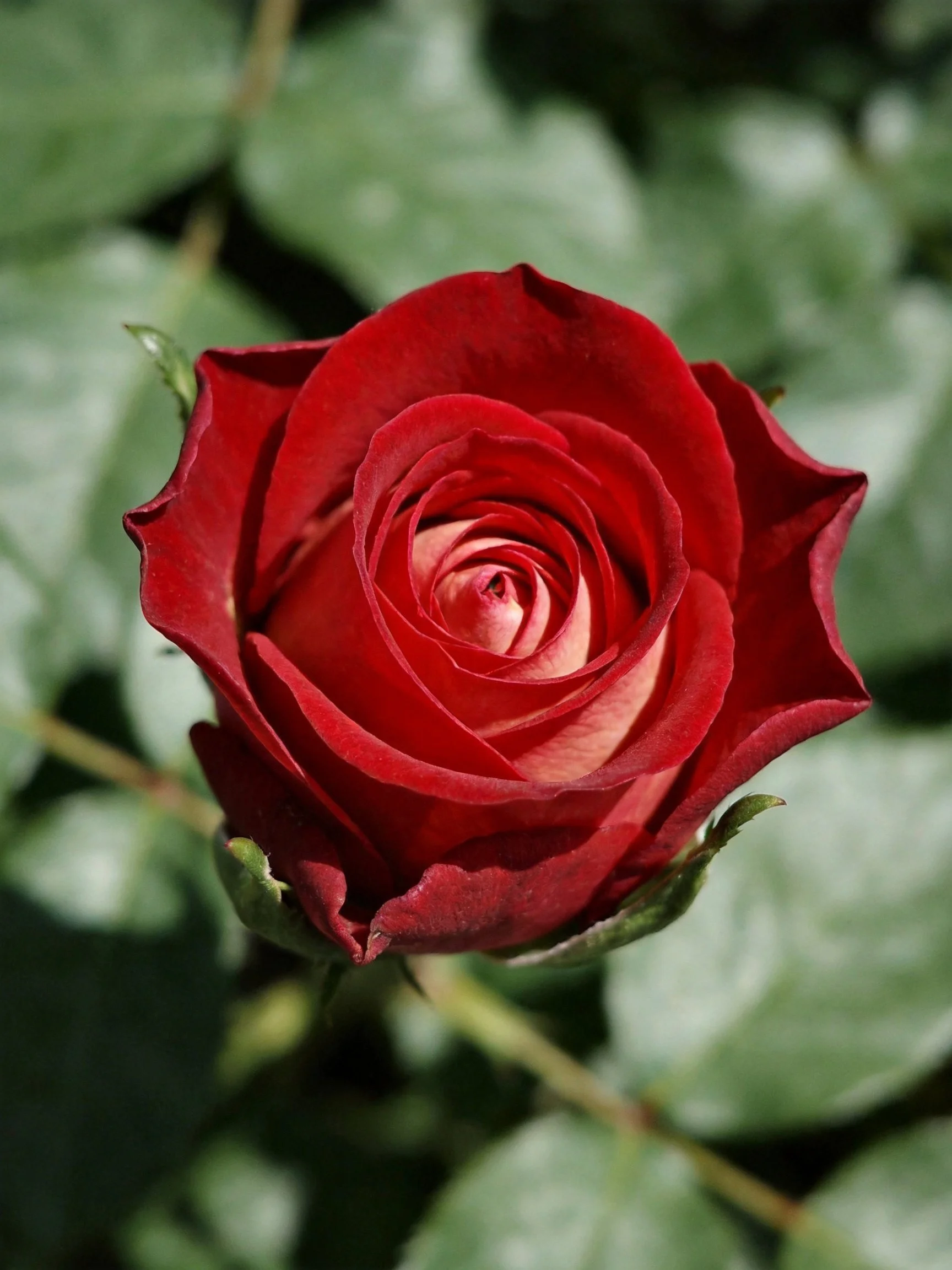 A vibrant red rose in full bloom near green foliage