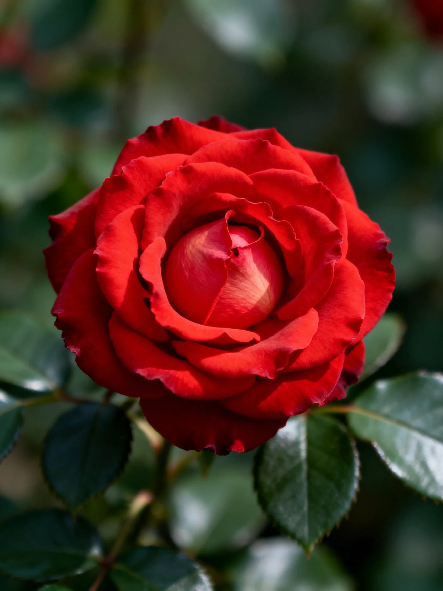 A vibrant red rose in full bloom with dark green leaves