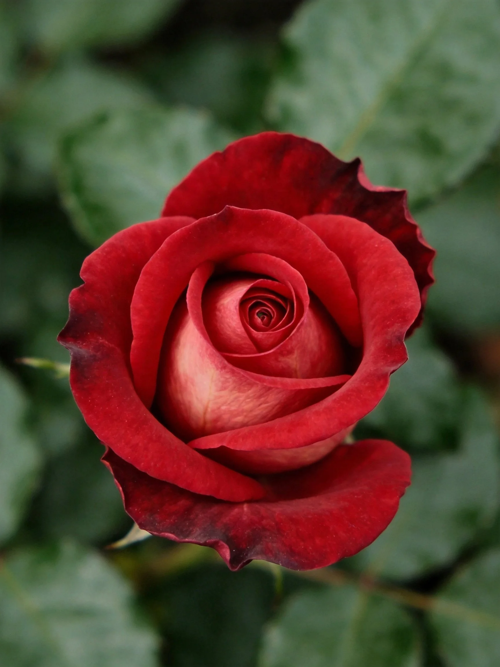 A vibrant red rose in full bloom with layered petals